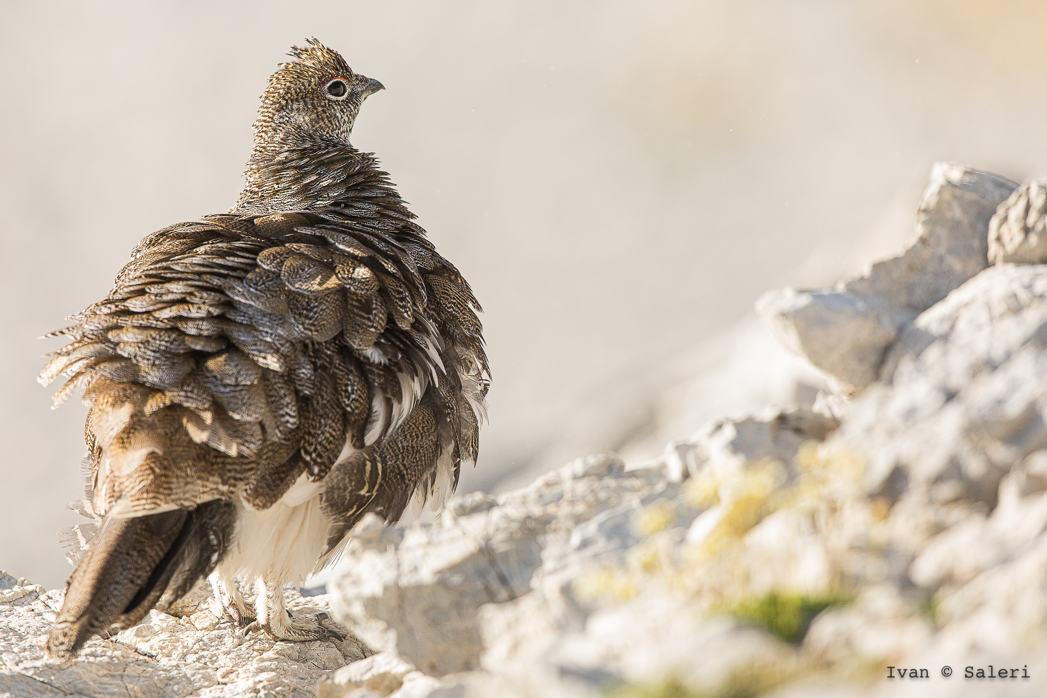 White Partridge - Summer Memories