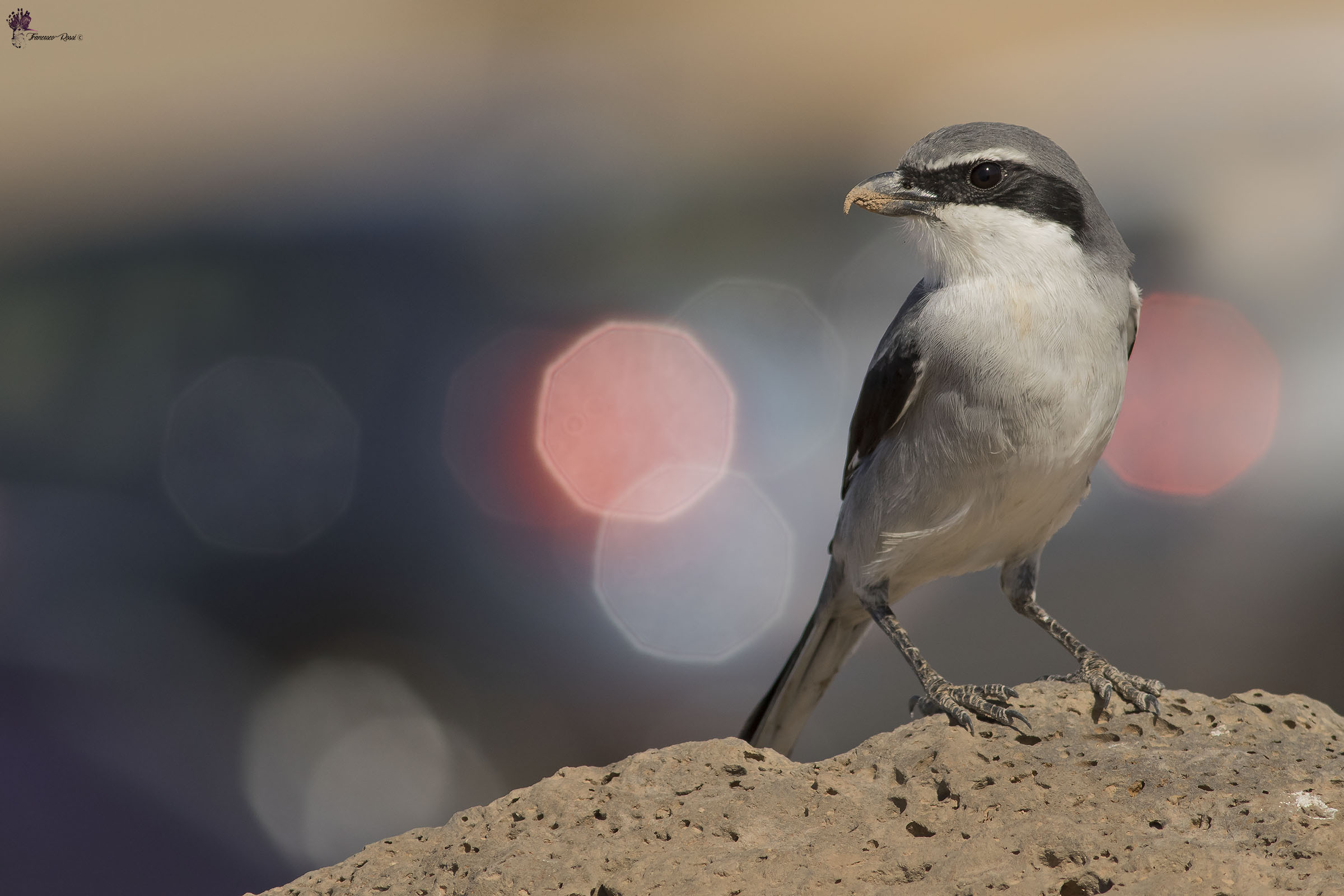 Averla Maggiore ssp koenigi