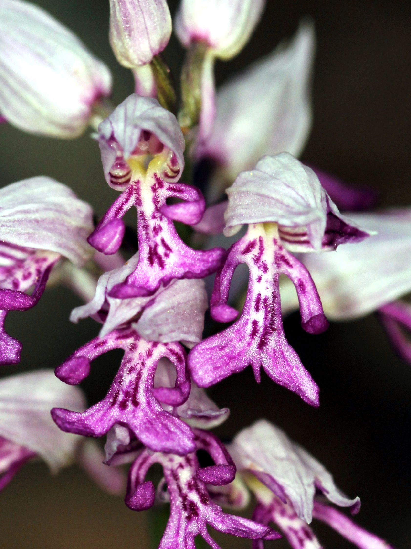 Orchis militaris