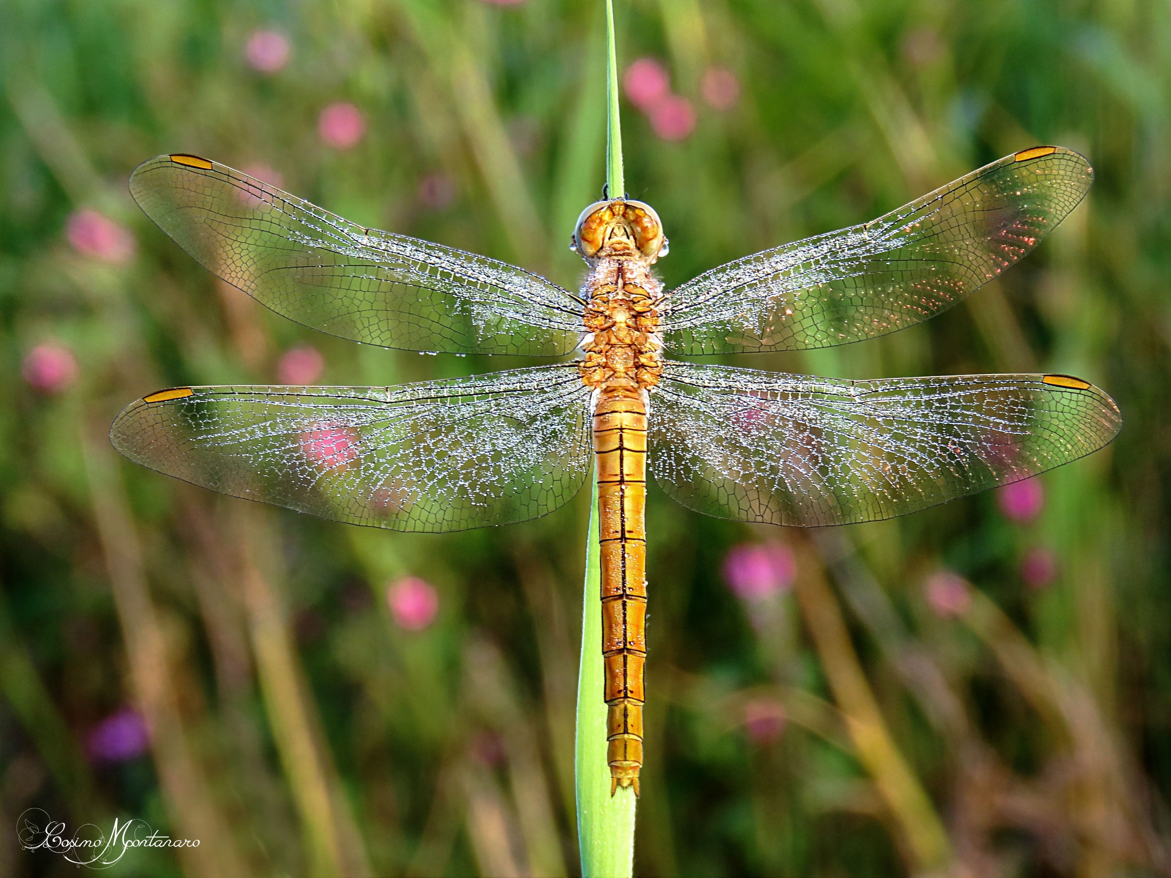 Orthetrum brunneum &female;