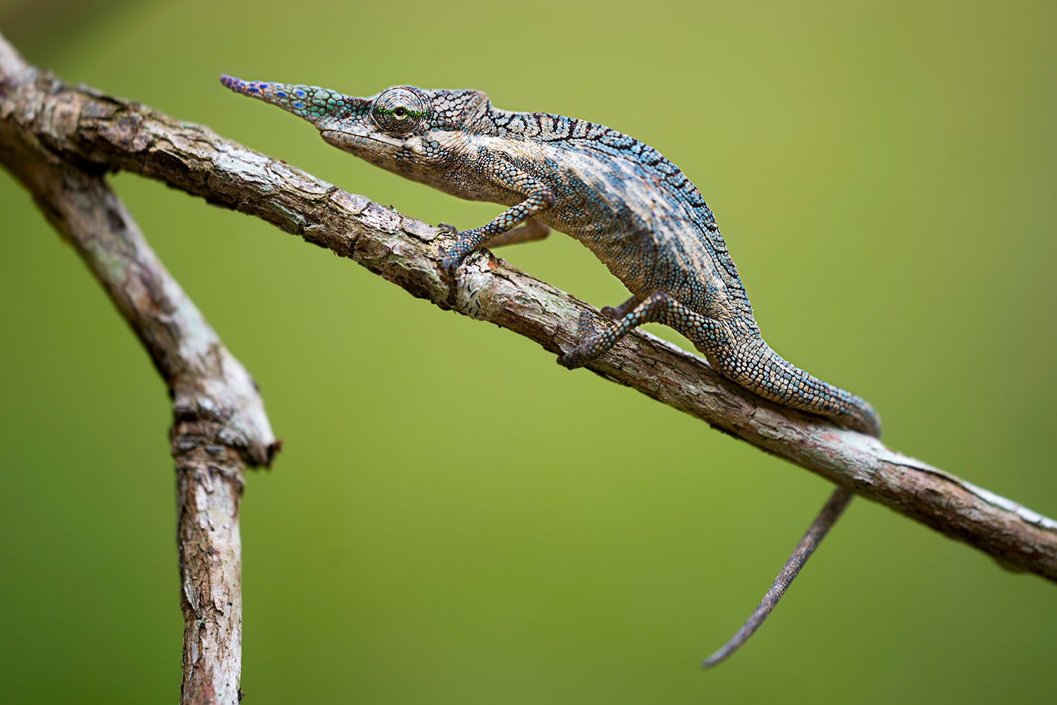 Camaleonte dal naso lungo