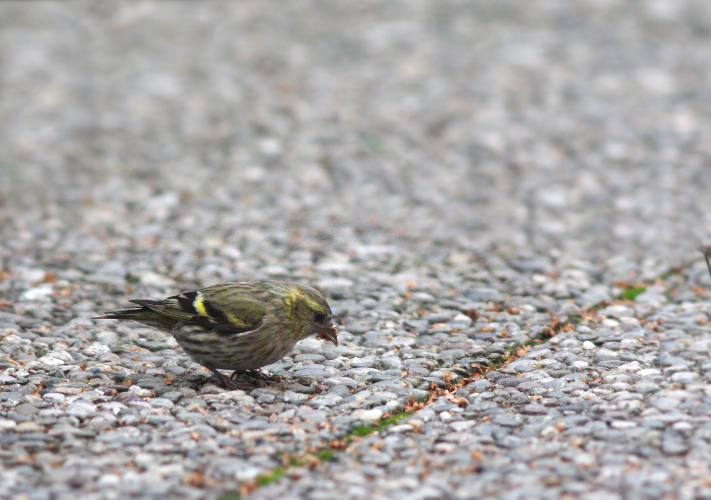 uccellino misterioso; qualcuno mi può dire come si ch...
