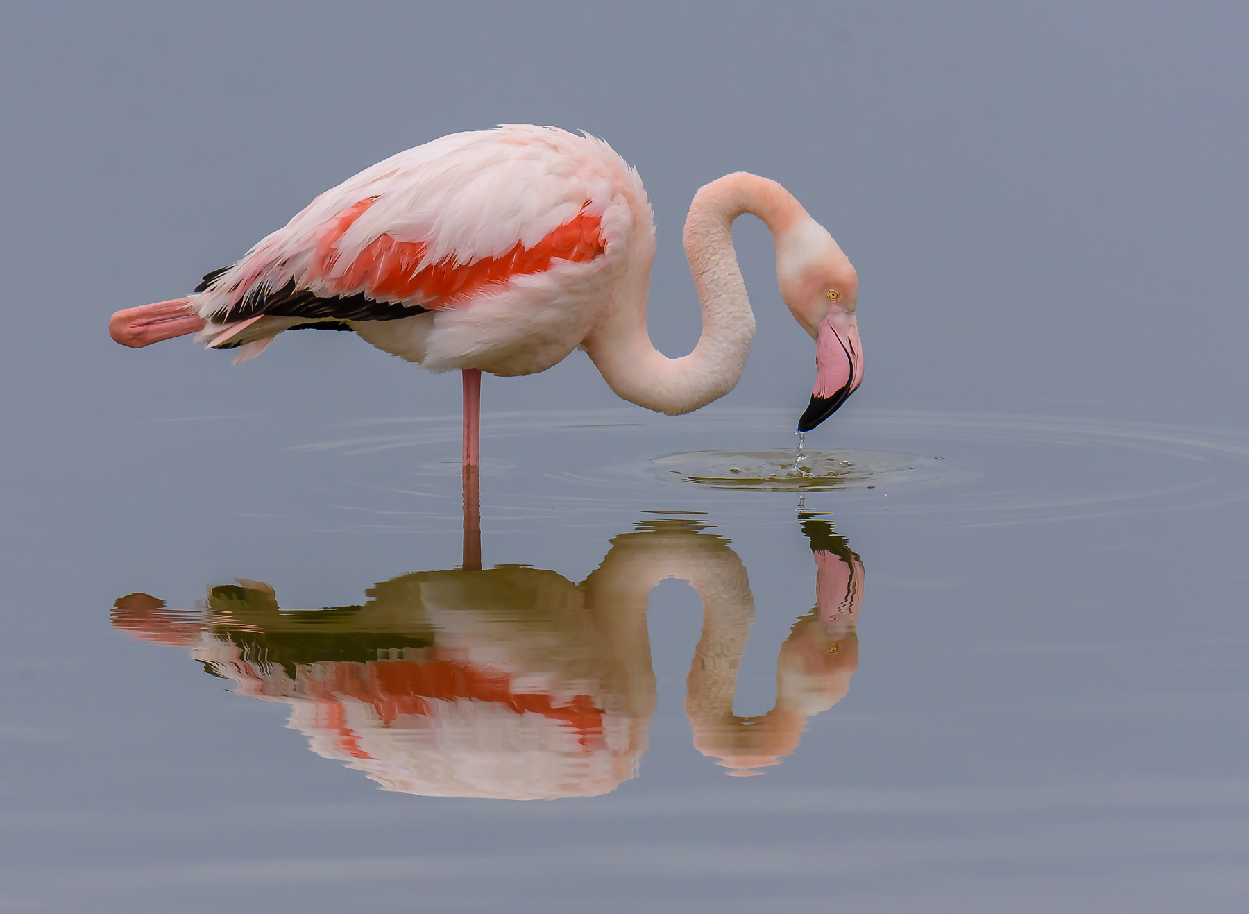 Pink Flamingo Reflection