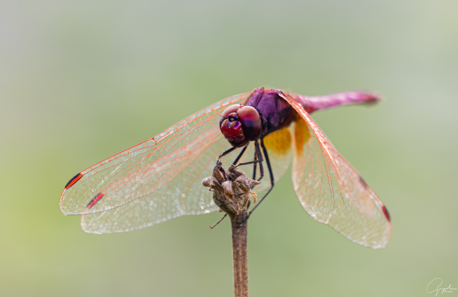 Libellula