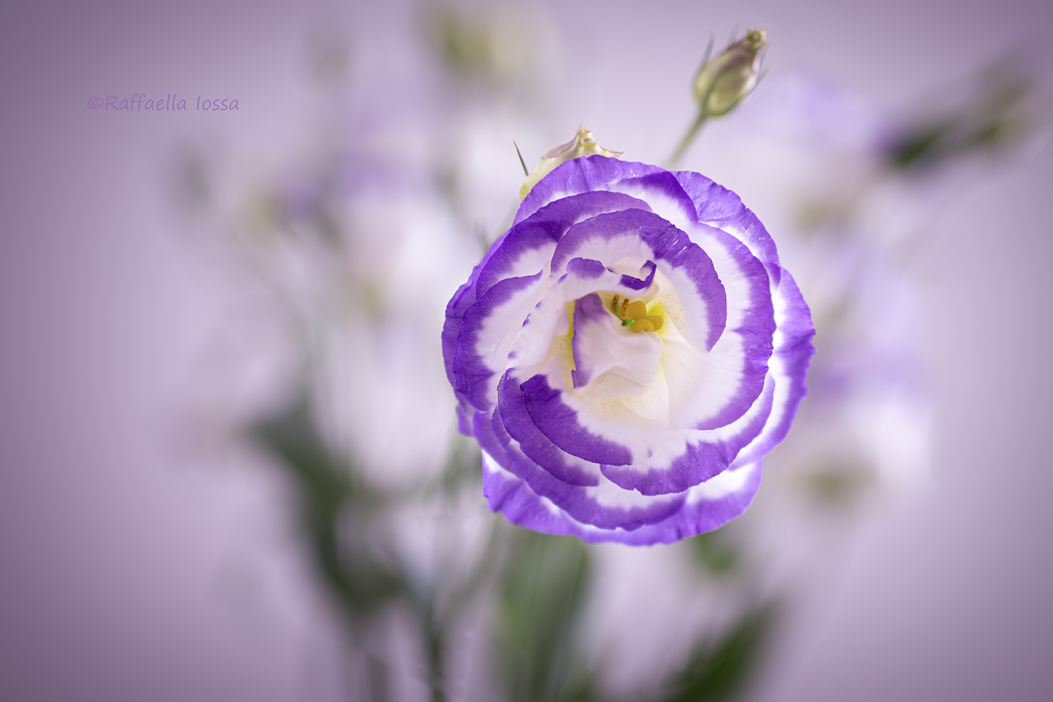 Lisianthus