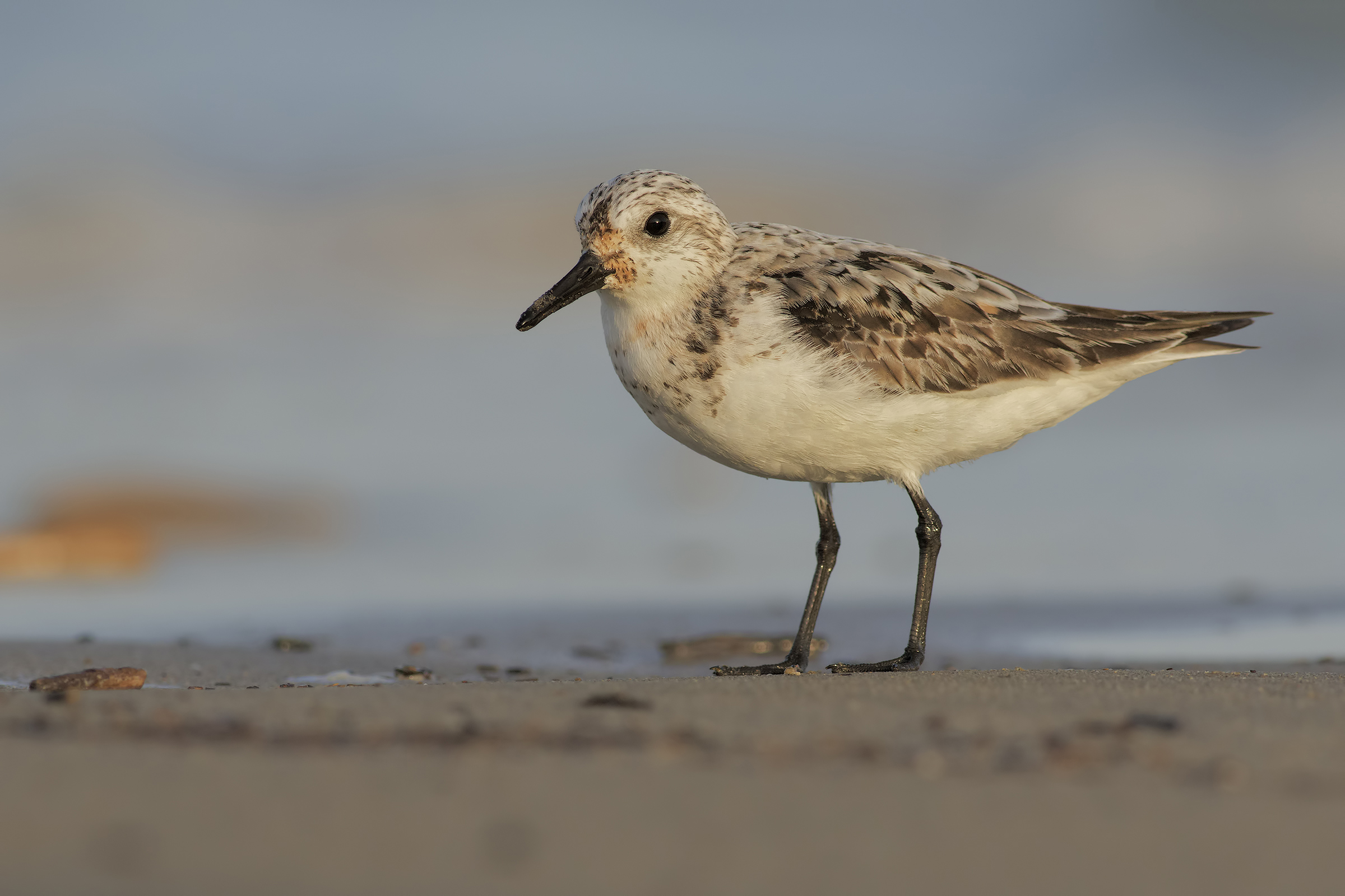 Rainpiello tridactylo
