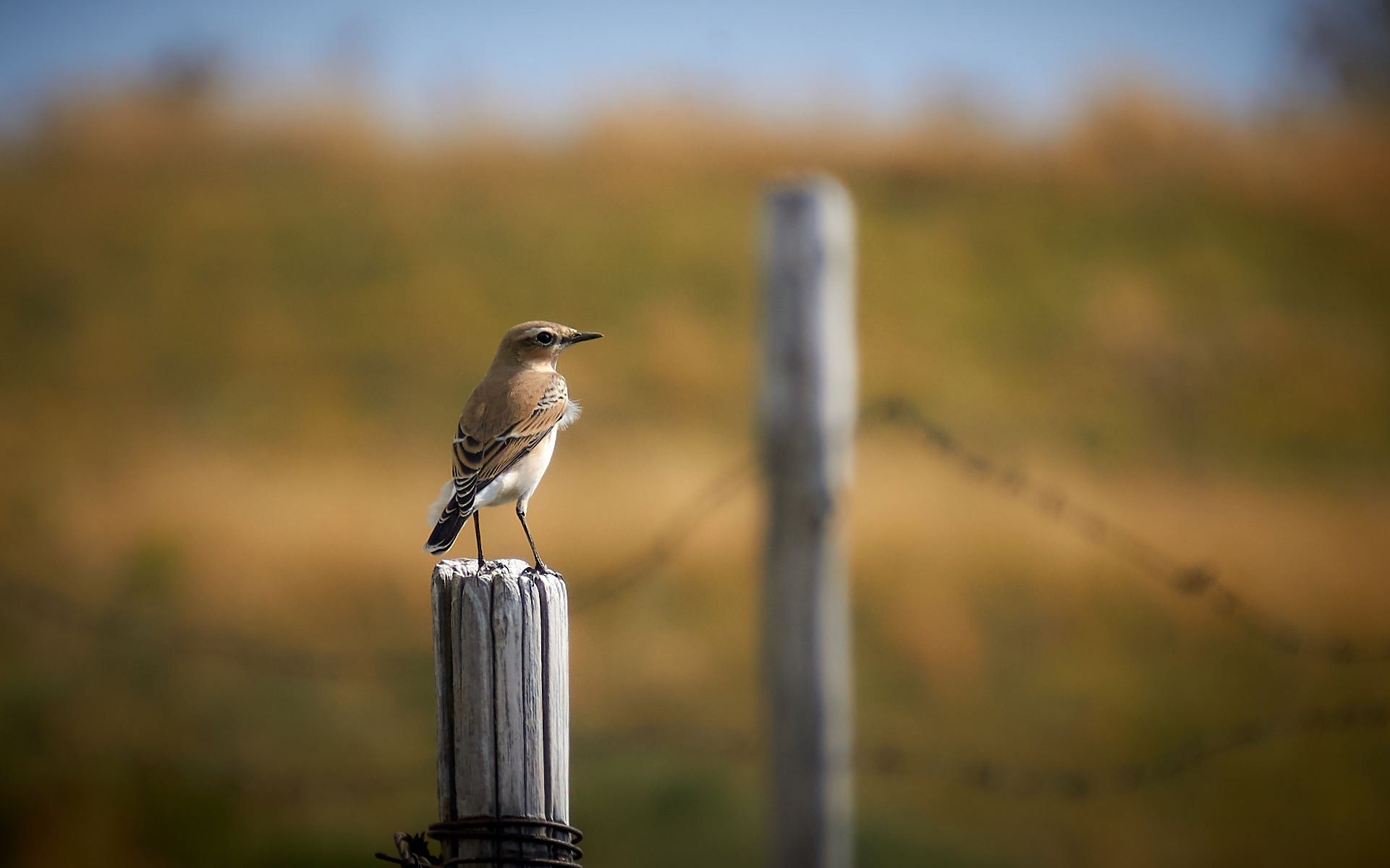 Culbianco - Monte Ebro (al)