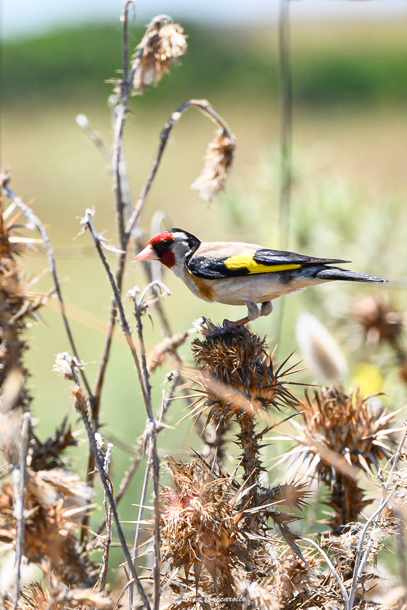 Goldfinch