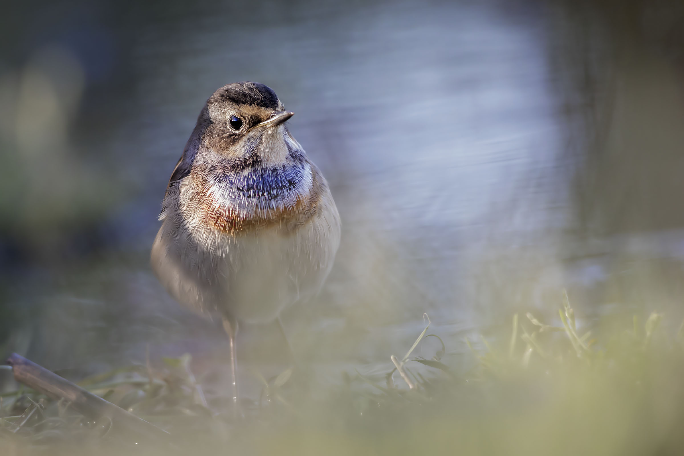 Peeping among the herbs