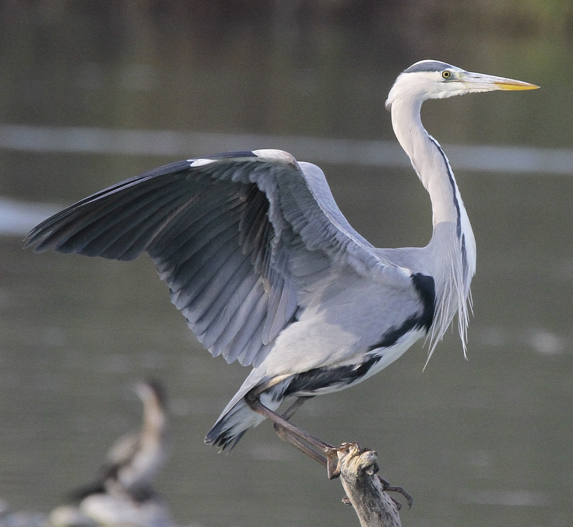 Airone Cenerino...stretching