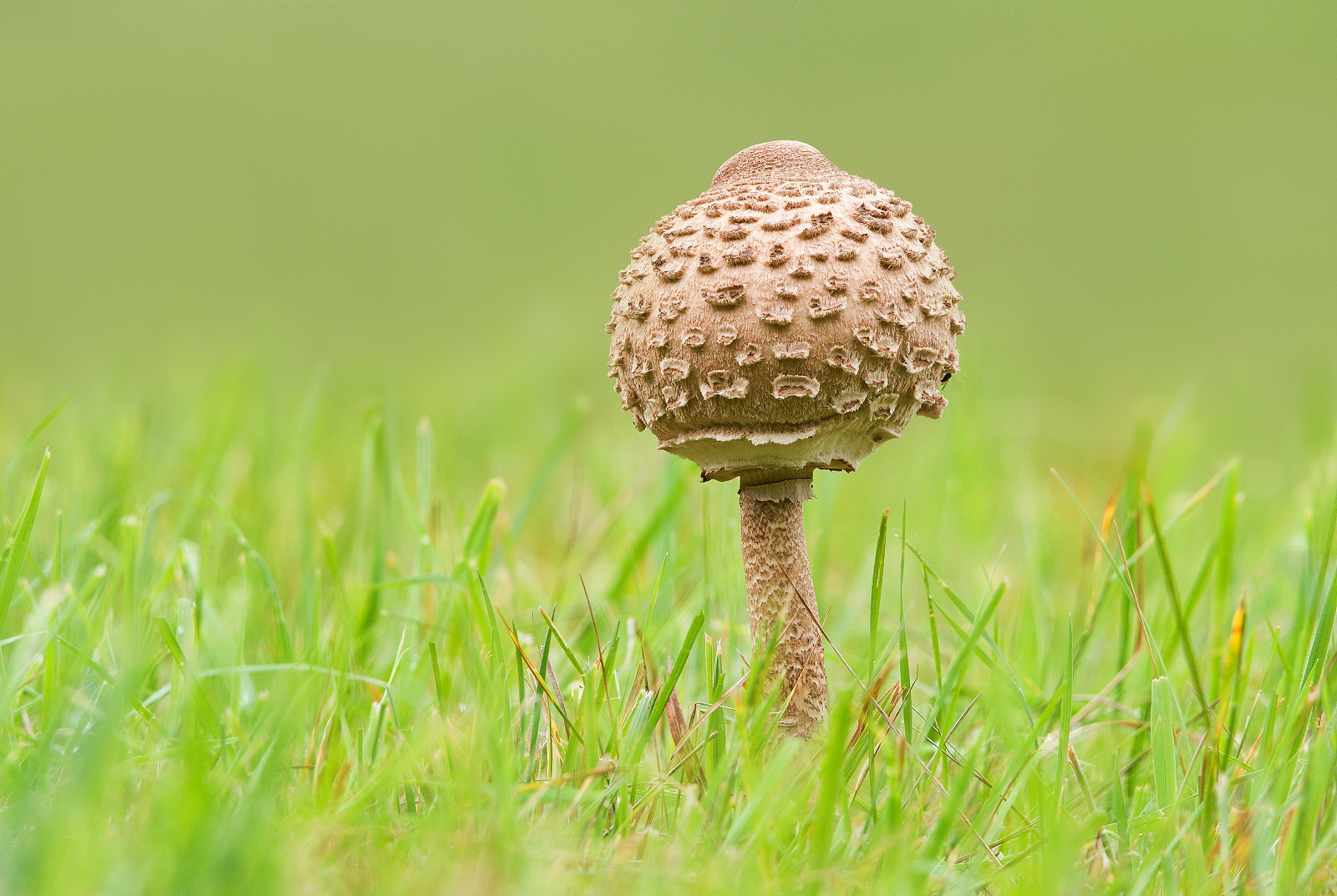 Macrolepiota procera