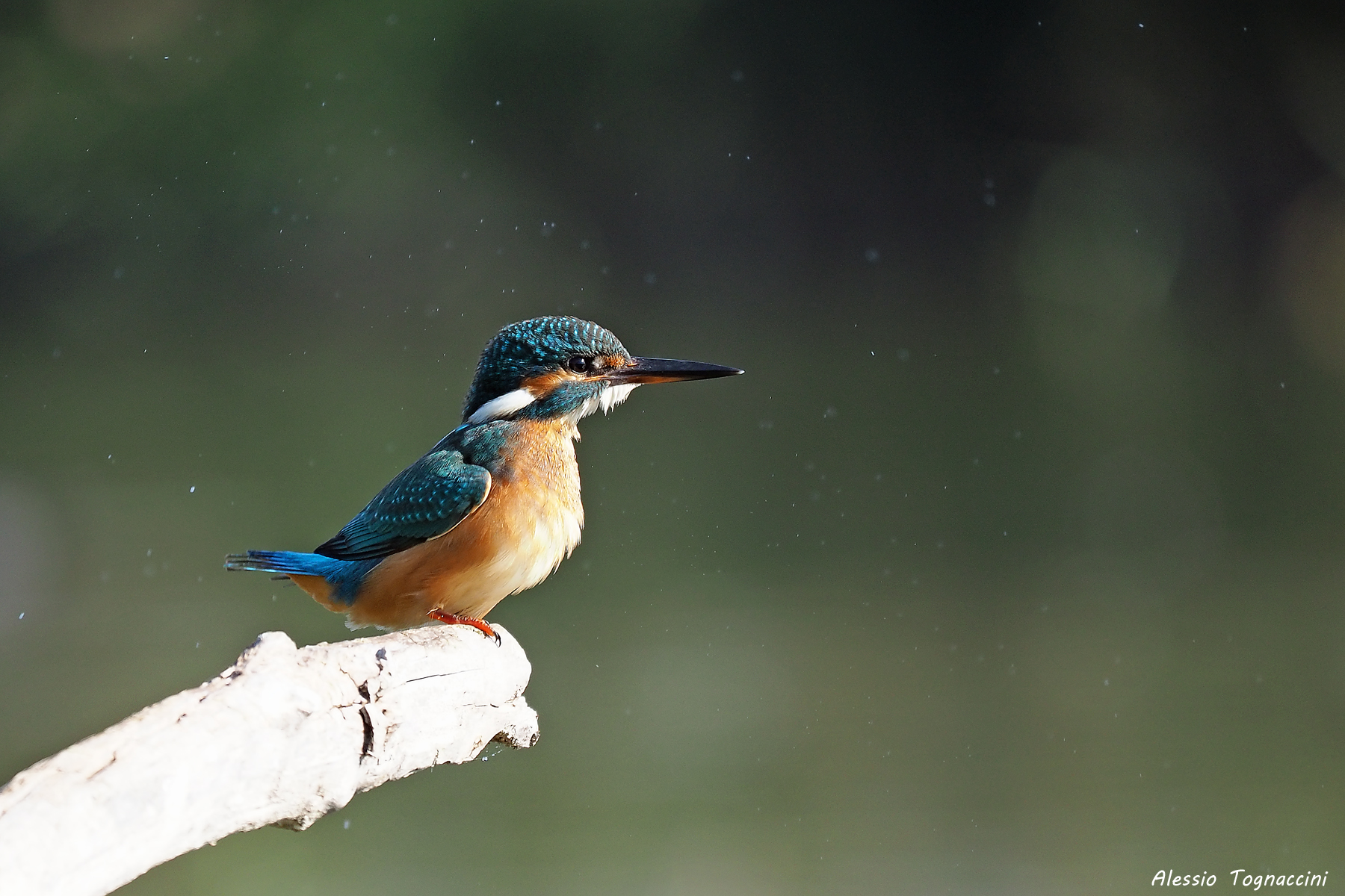 Kingfisher