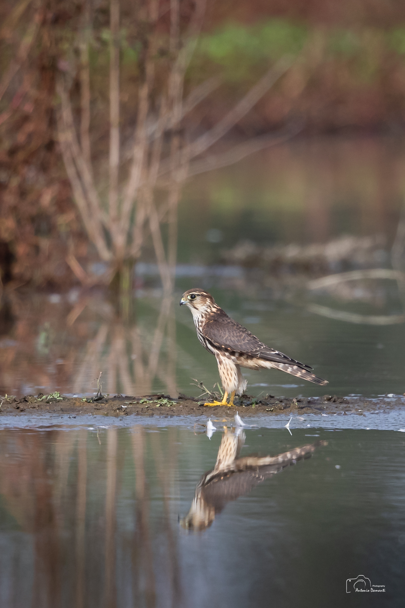 Hawk emerald on the ground