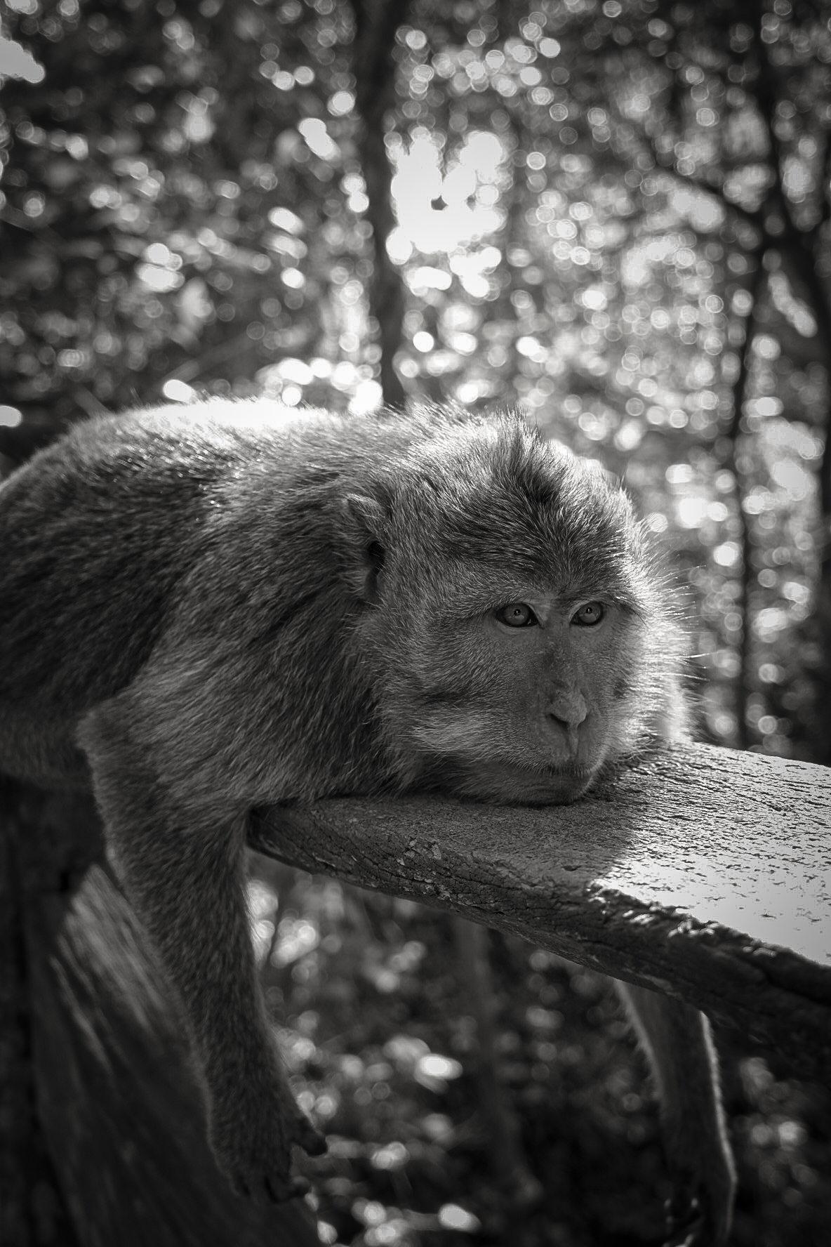 Bored Monkey