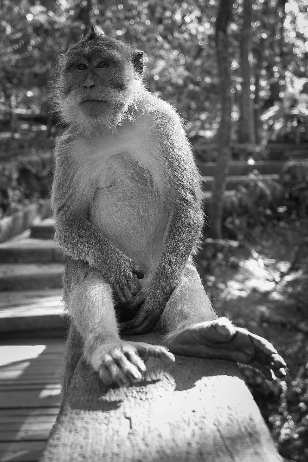 Bored Monkey