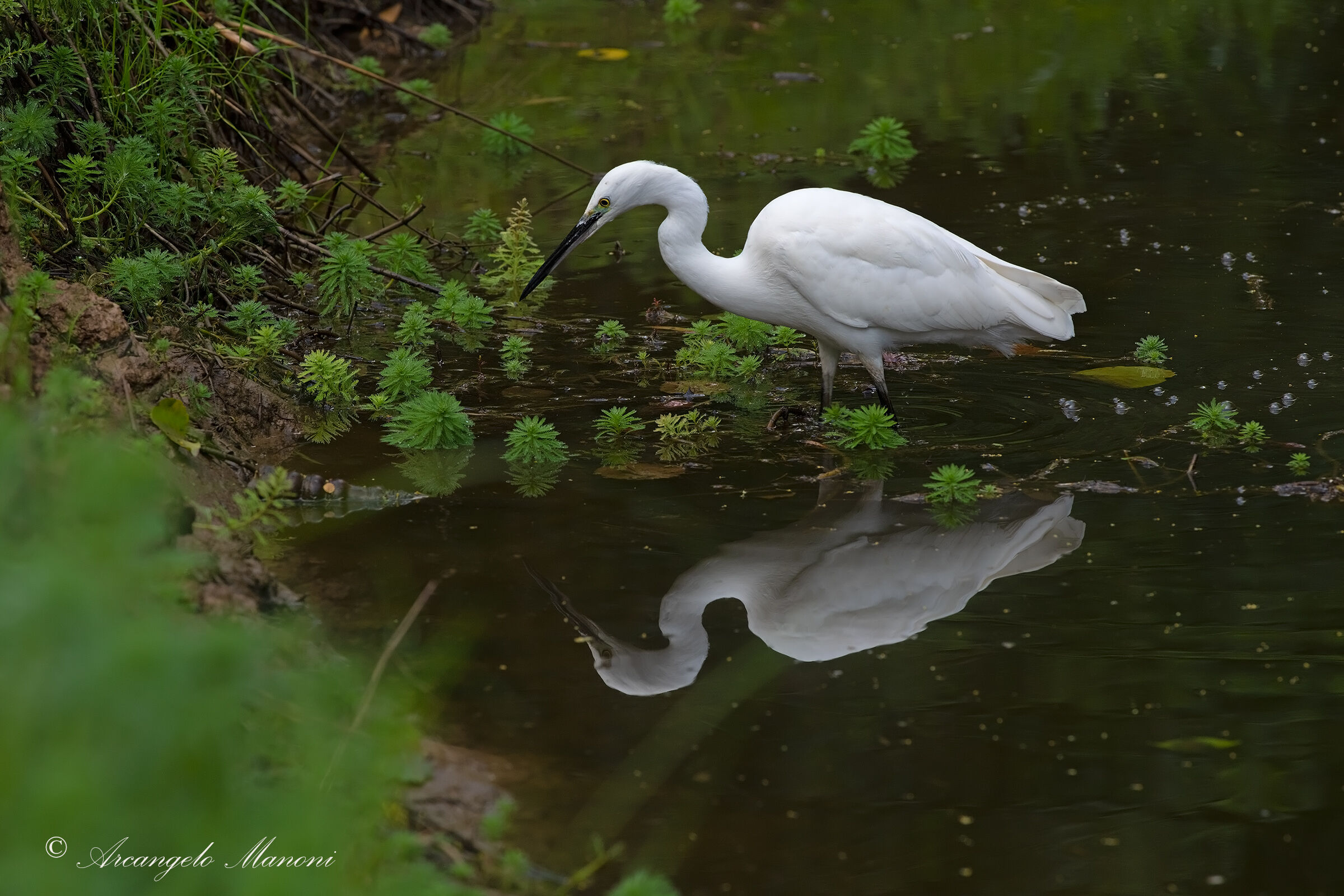Egrets on the hunt