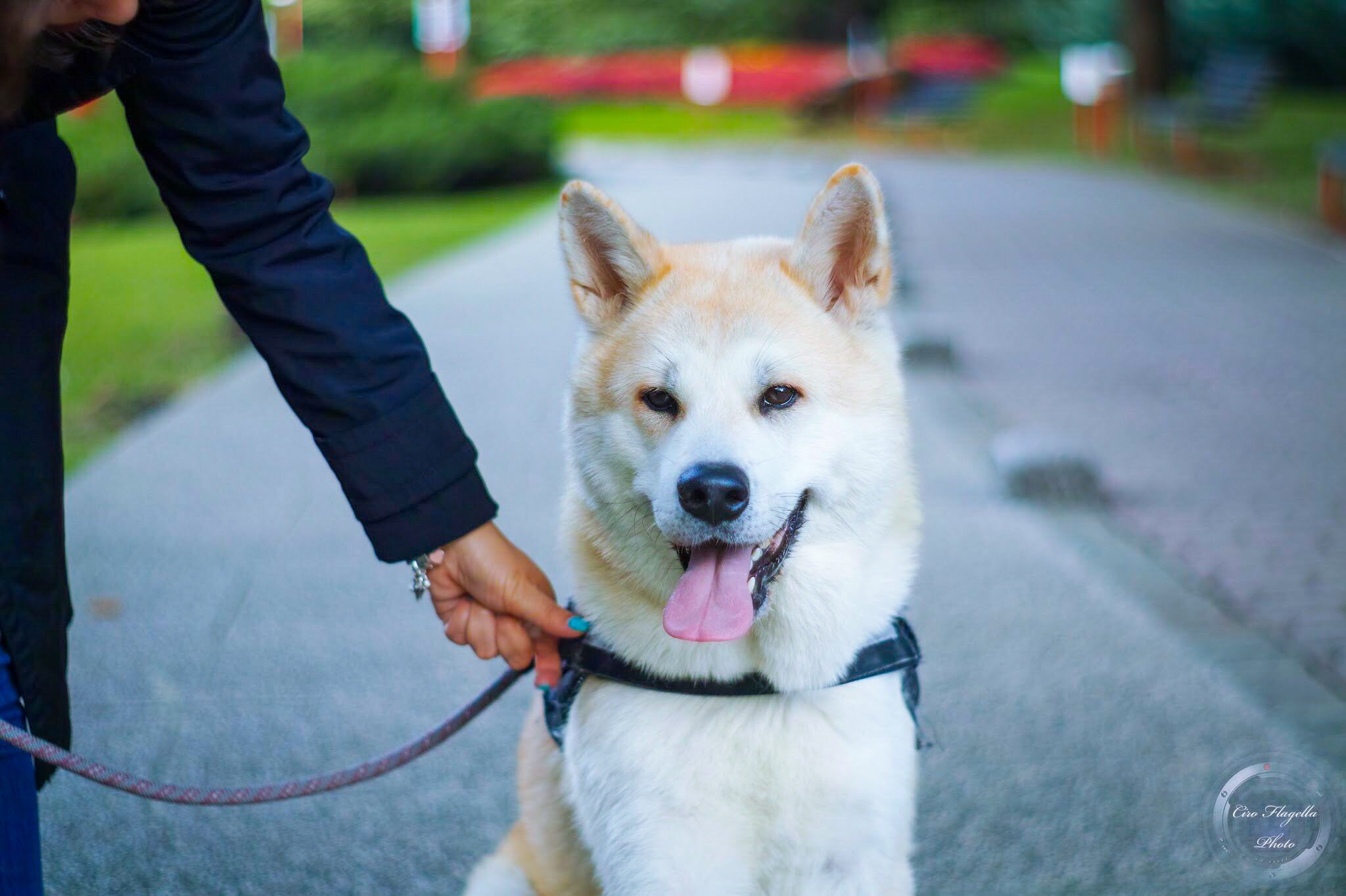 Akita inu
