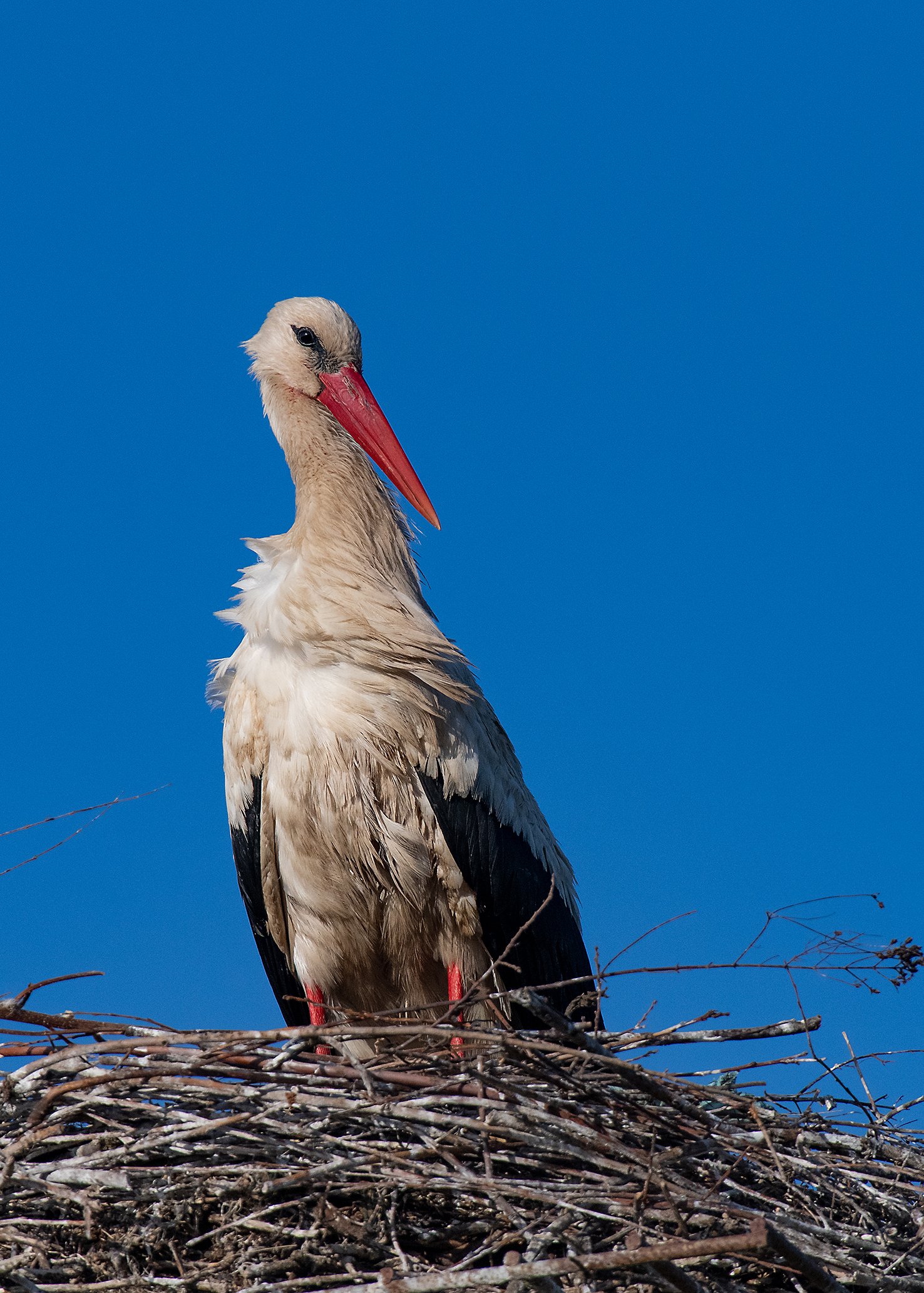 Stork