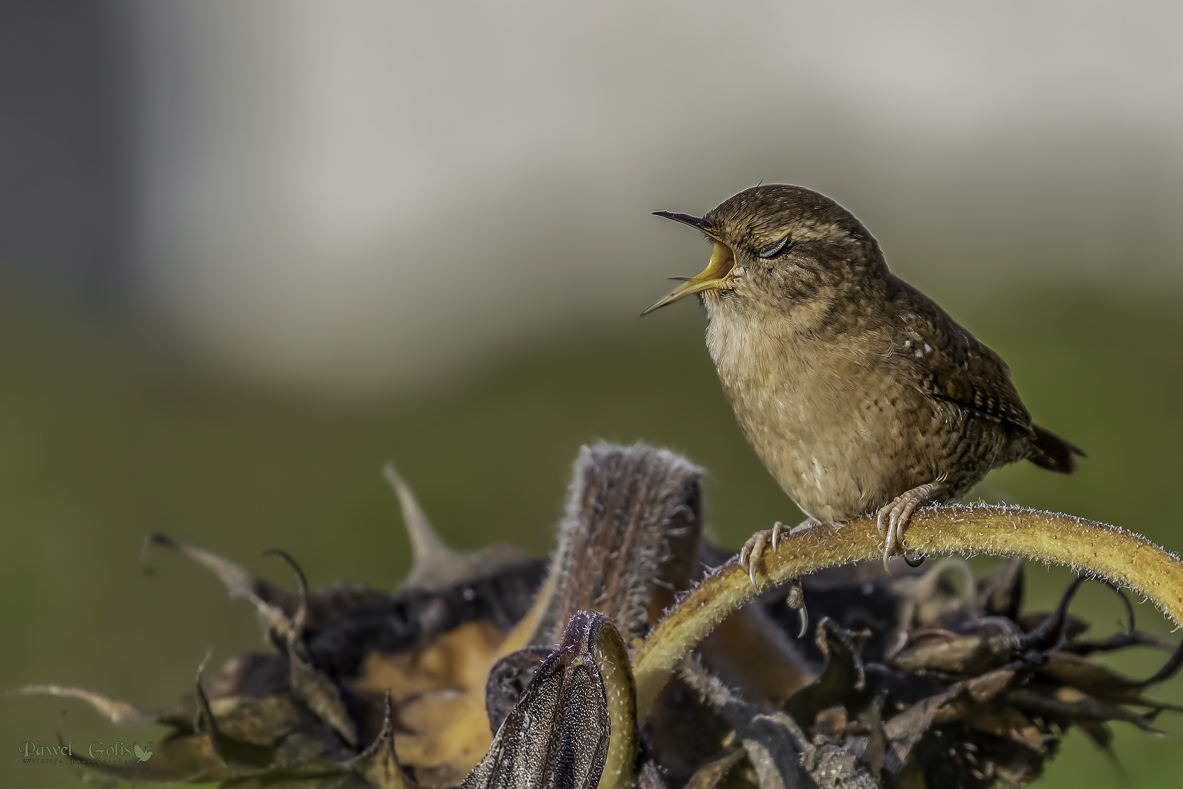 Wren eurasiatico ( Troglodytes troglodytes)