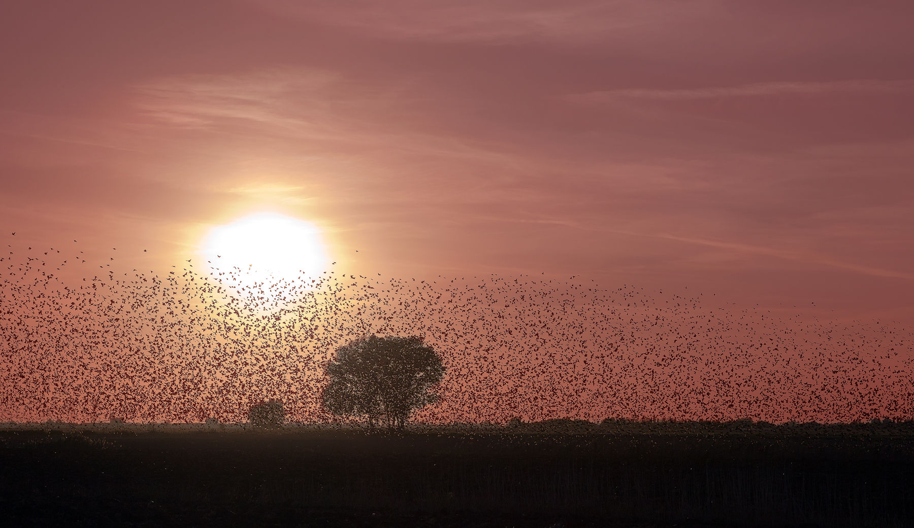 starlings 2