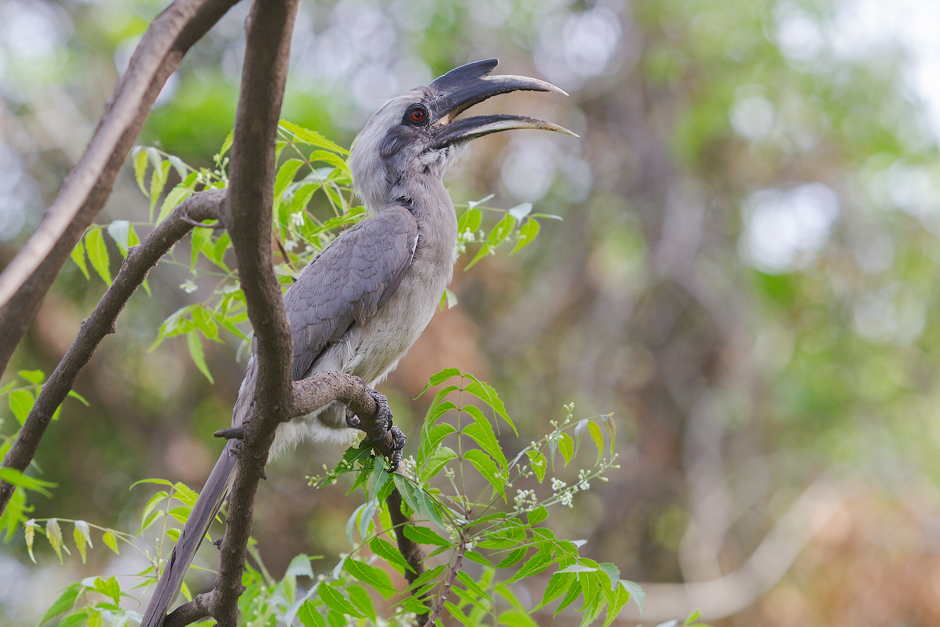 Indian grey hornbill