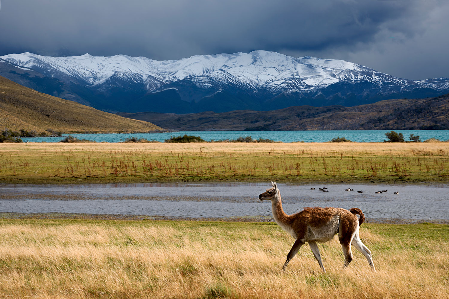 Guanaco al Torres del Paine National Park