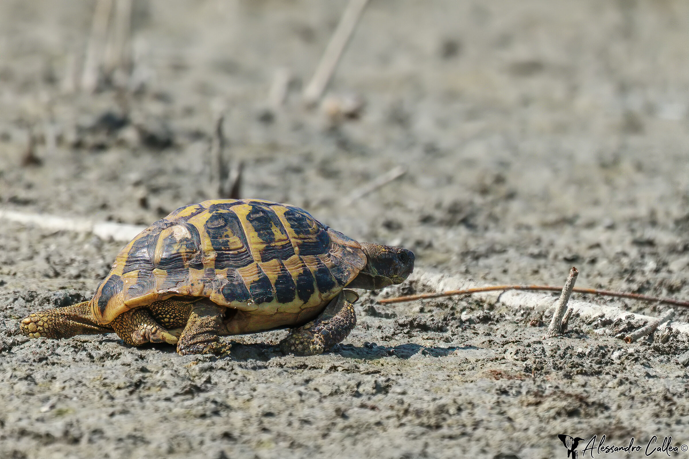 Ho messo a dura prova l'autofocus! :-D