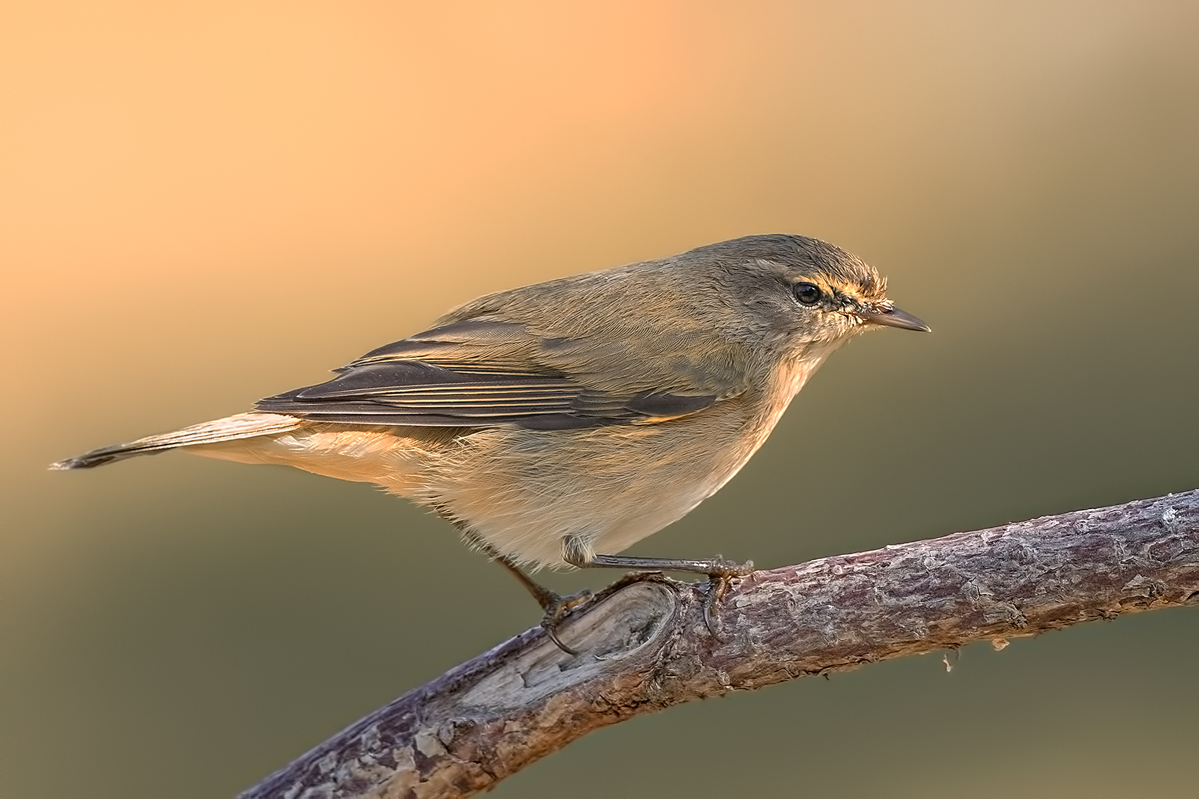 Luì piccolo alle prime luci