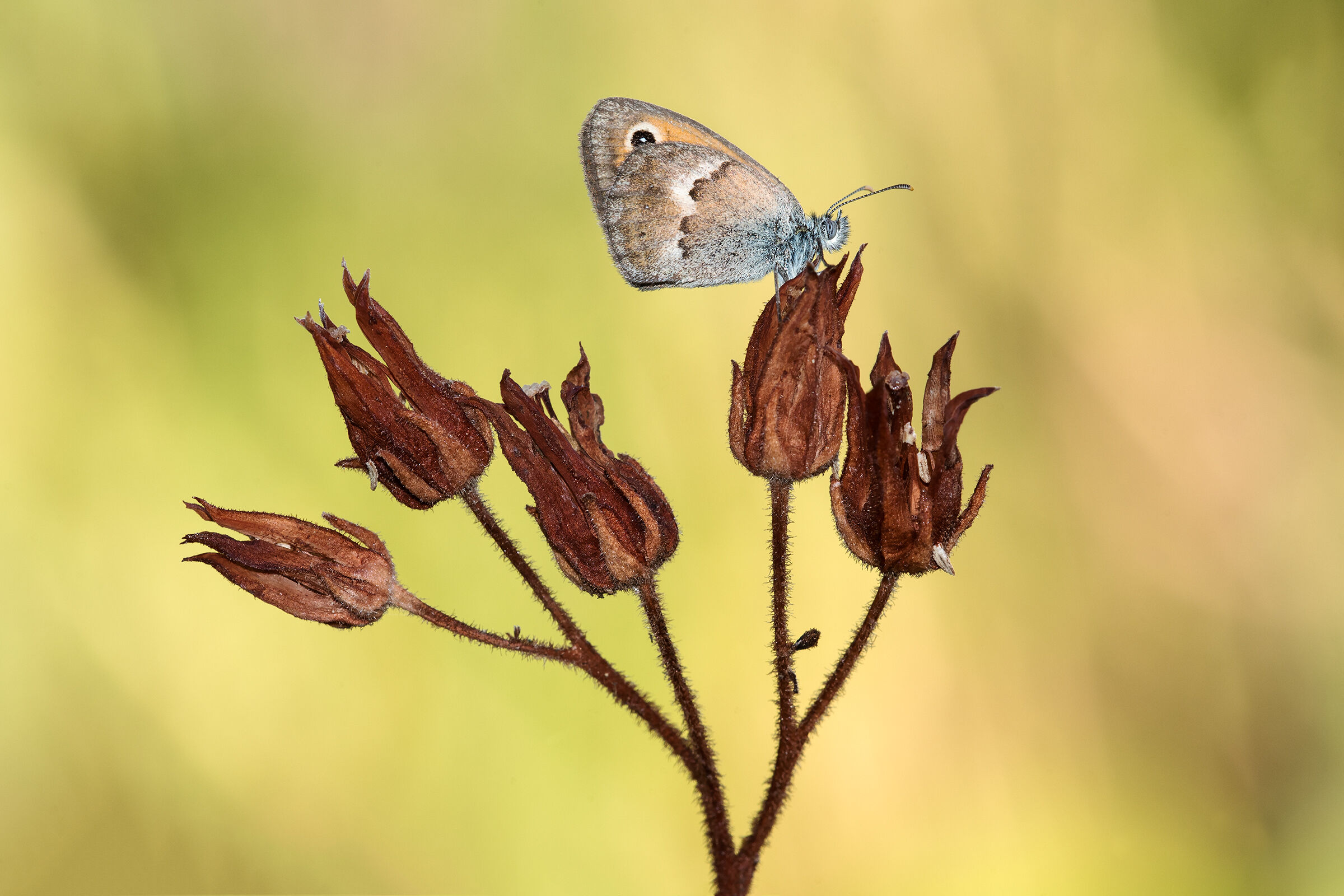 Coenonympha  pamphilius