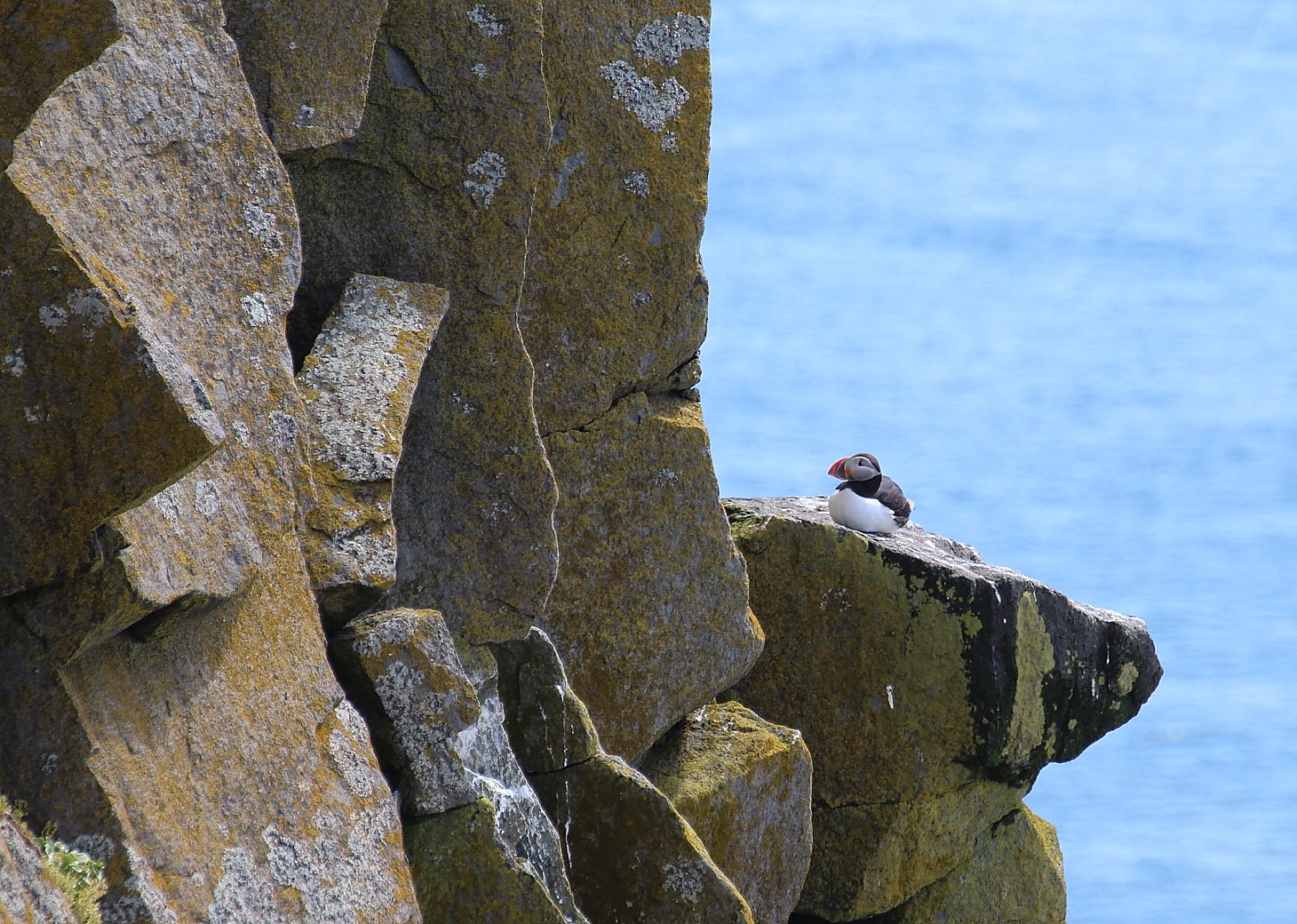 Pulcinella solitaria