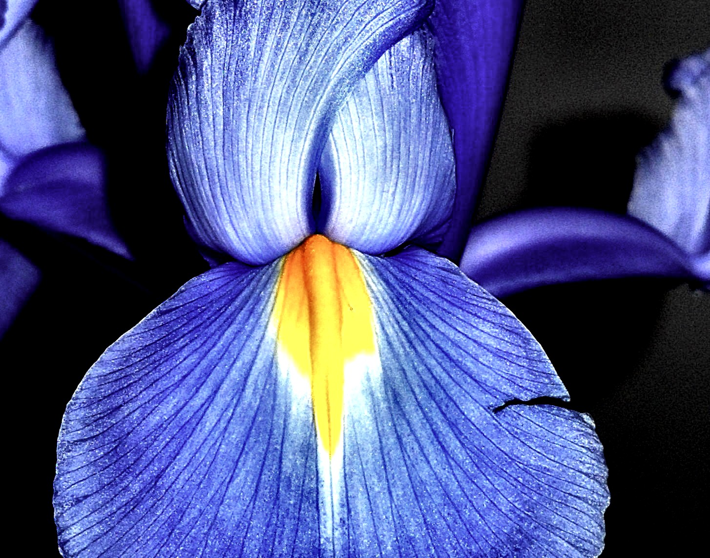 Iris
