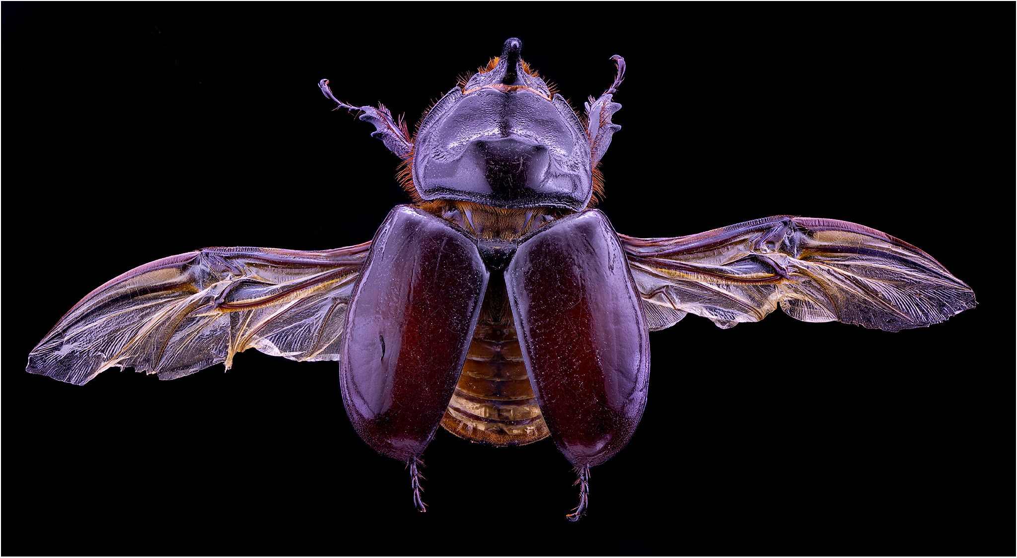 Scarabeo Rinoceronte