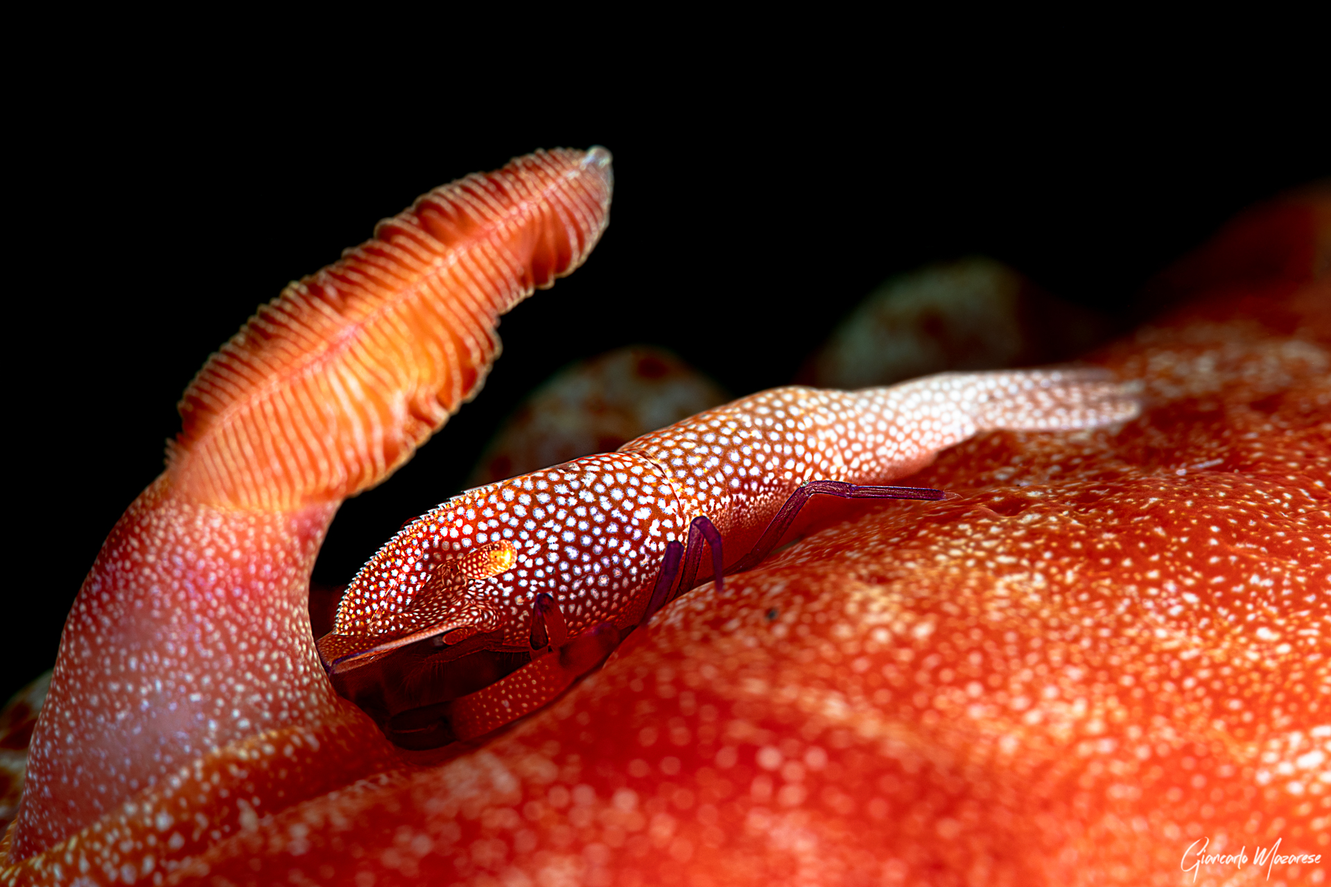 Giochiamo a nascondino