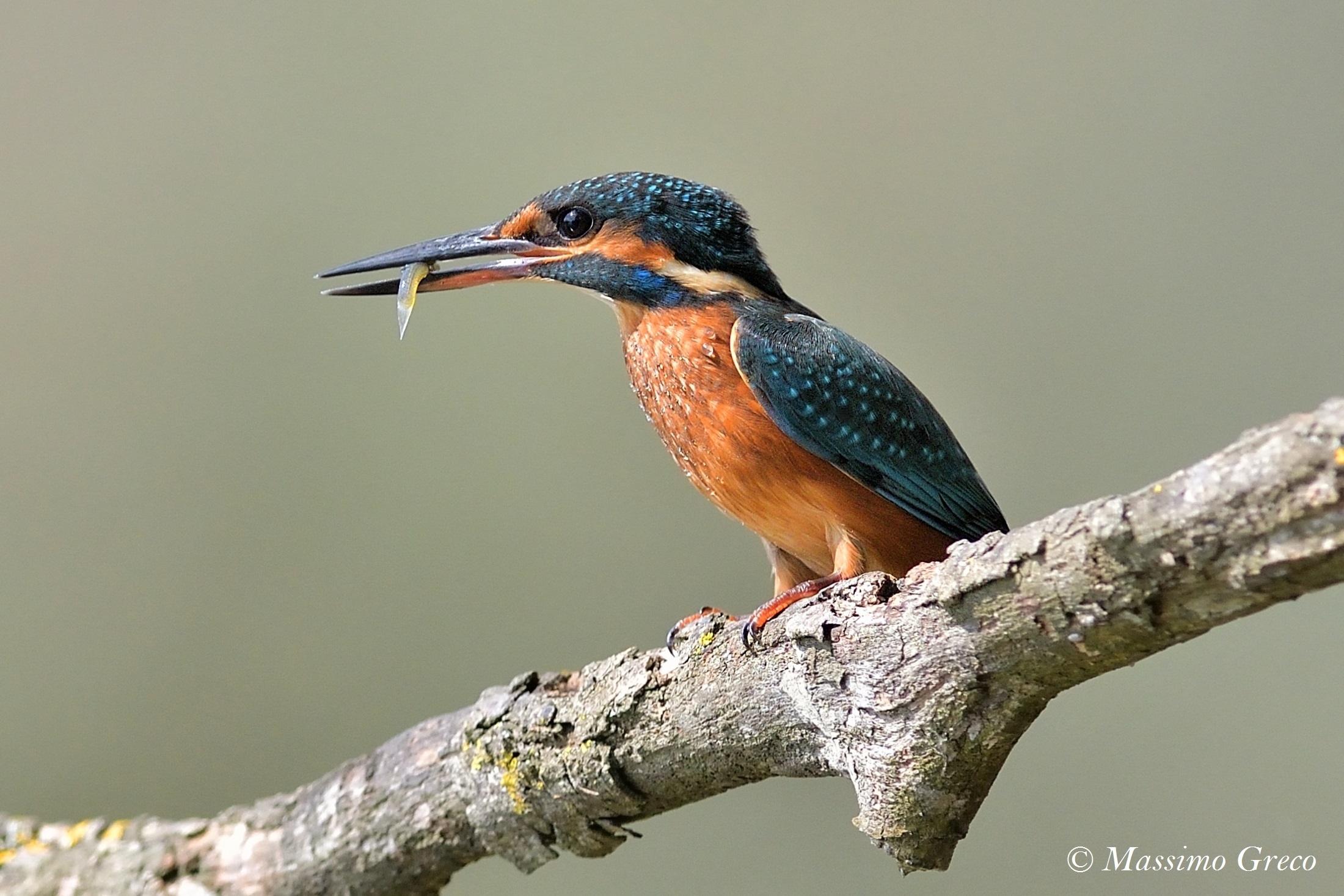 Kingfisher