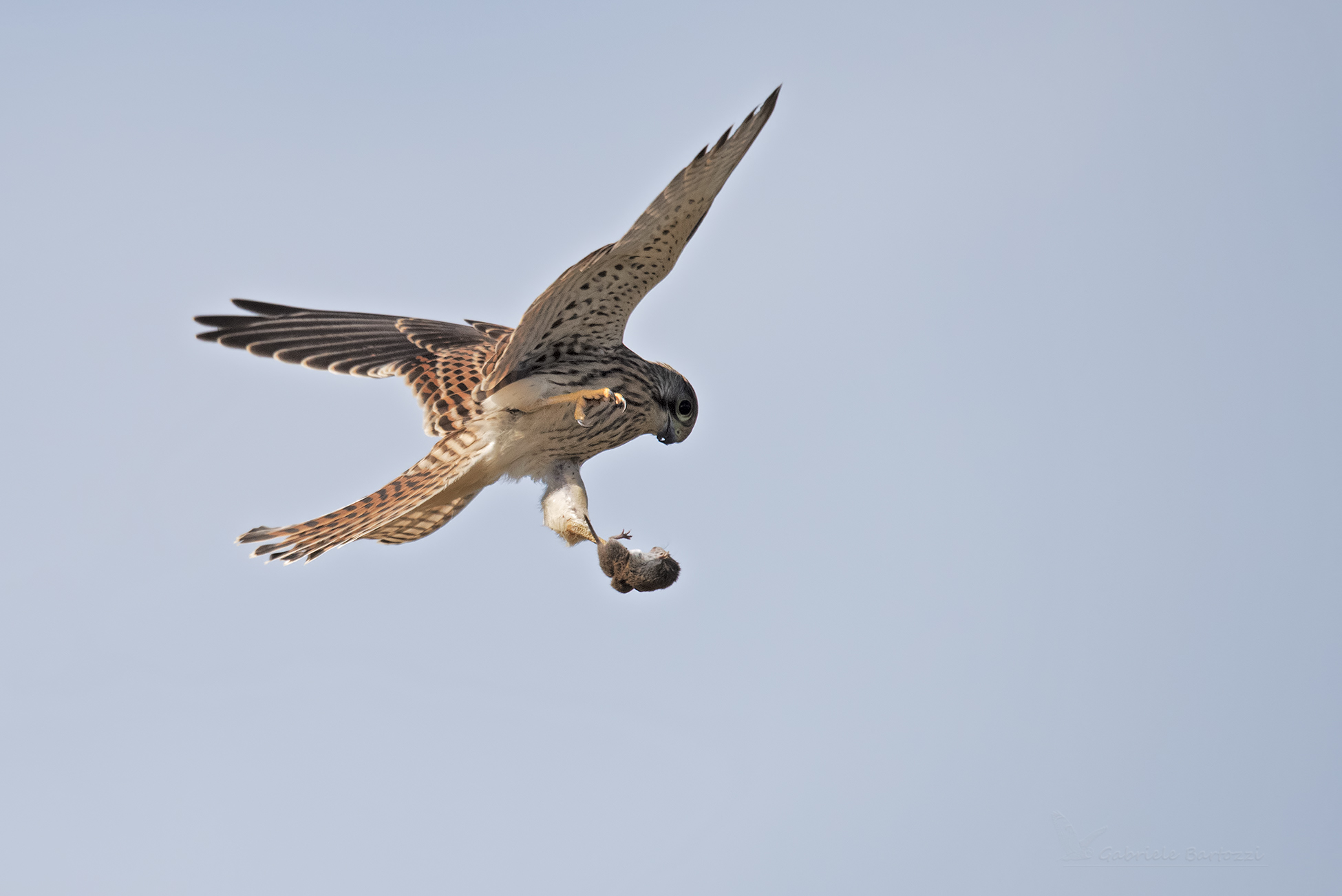 Kestrel