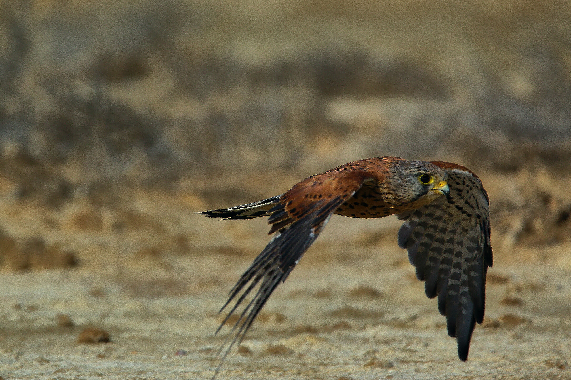 the flight... reconnaissance