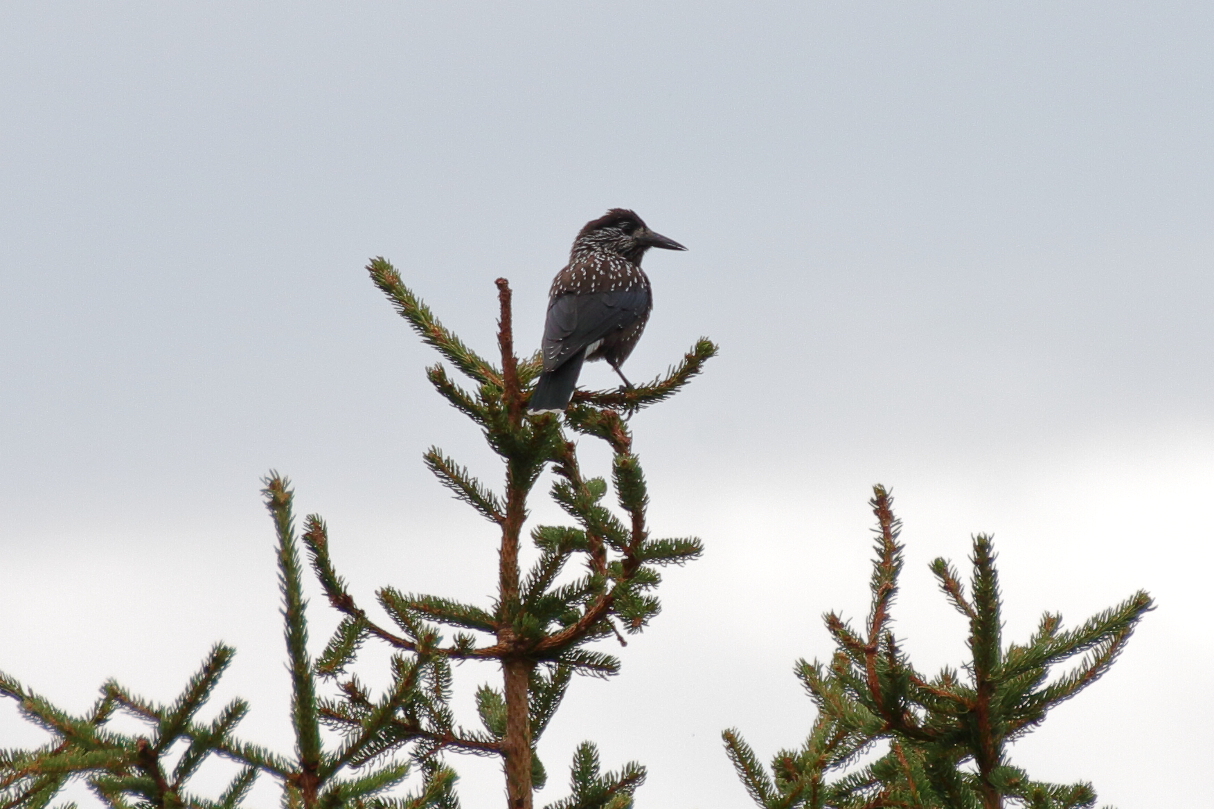 sulla cima dell'abete