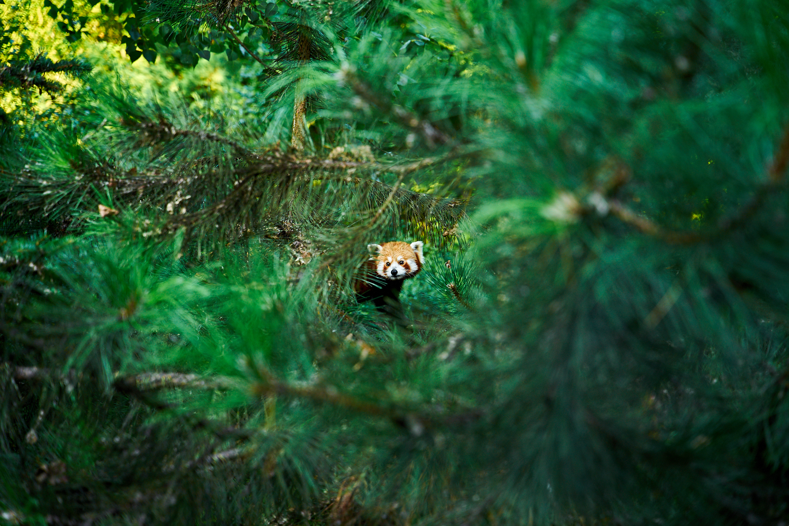 Red Panda