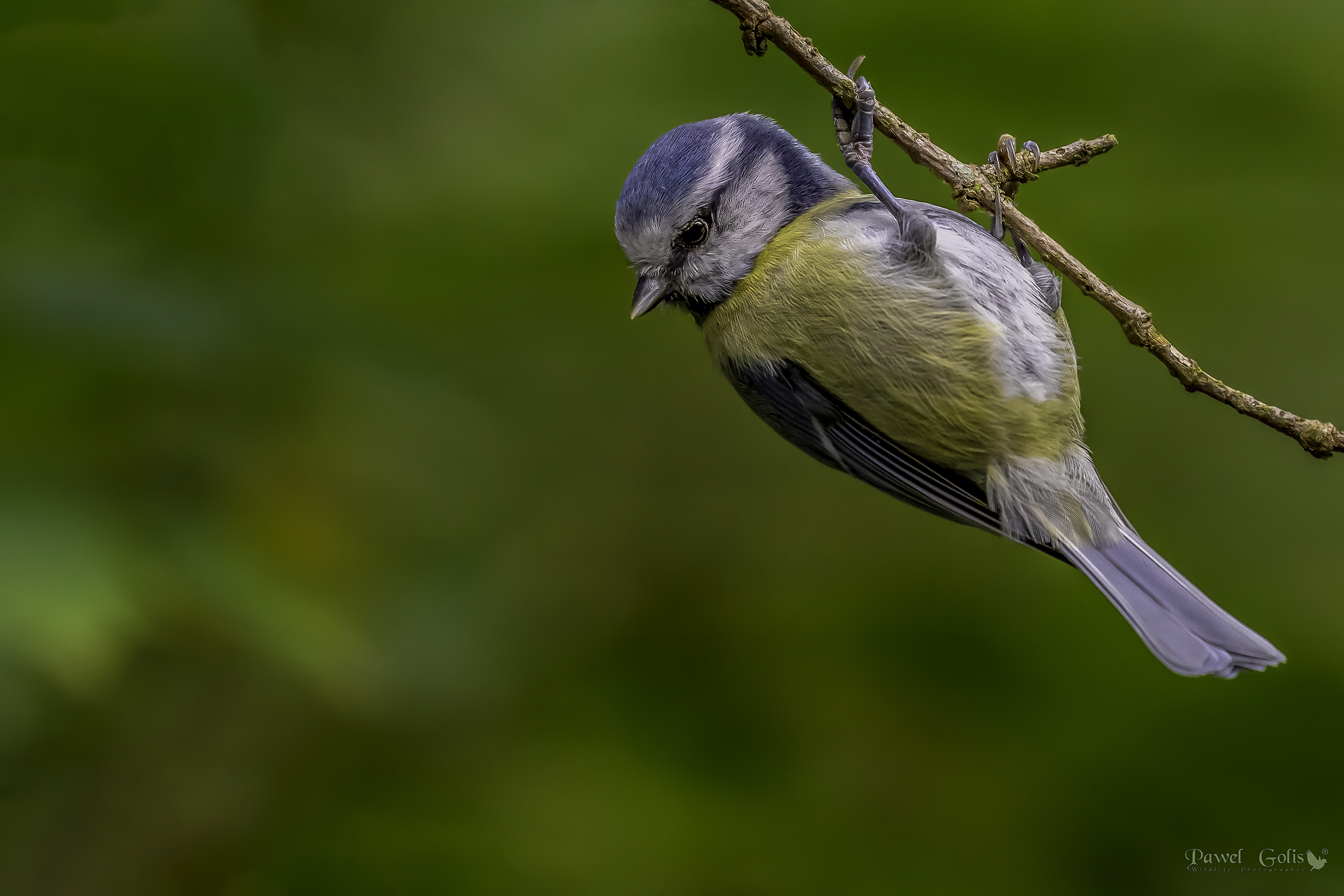 Tit blu eurasiatico (Cianistes caeruleus)