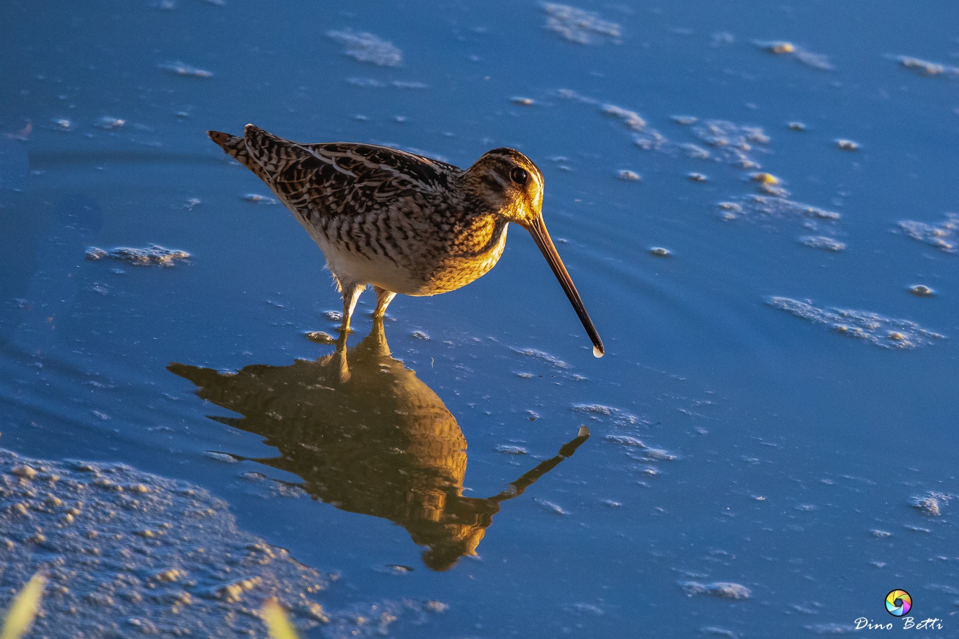 Beccaccino al tramonto