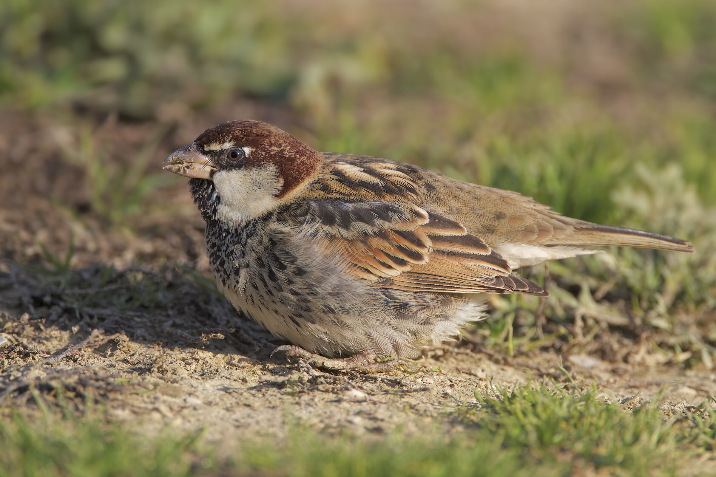 Sardinian sparrow