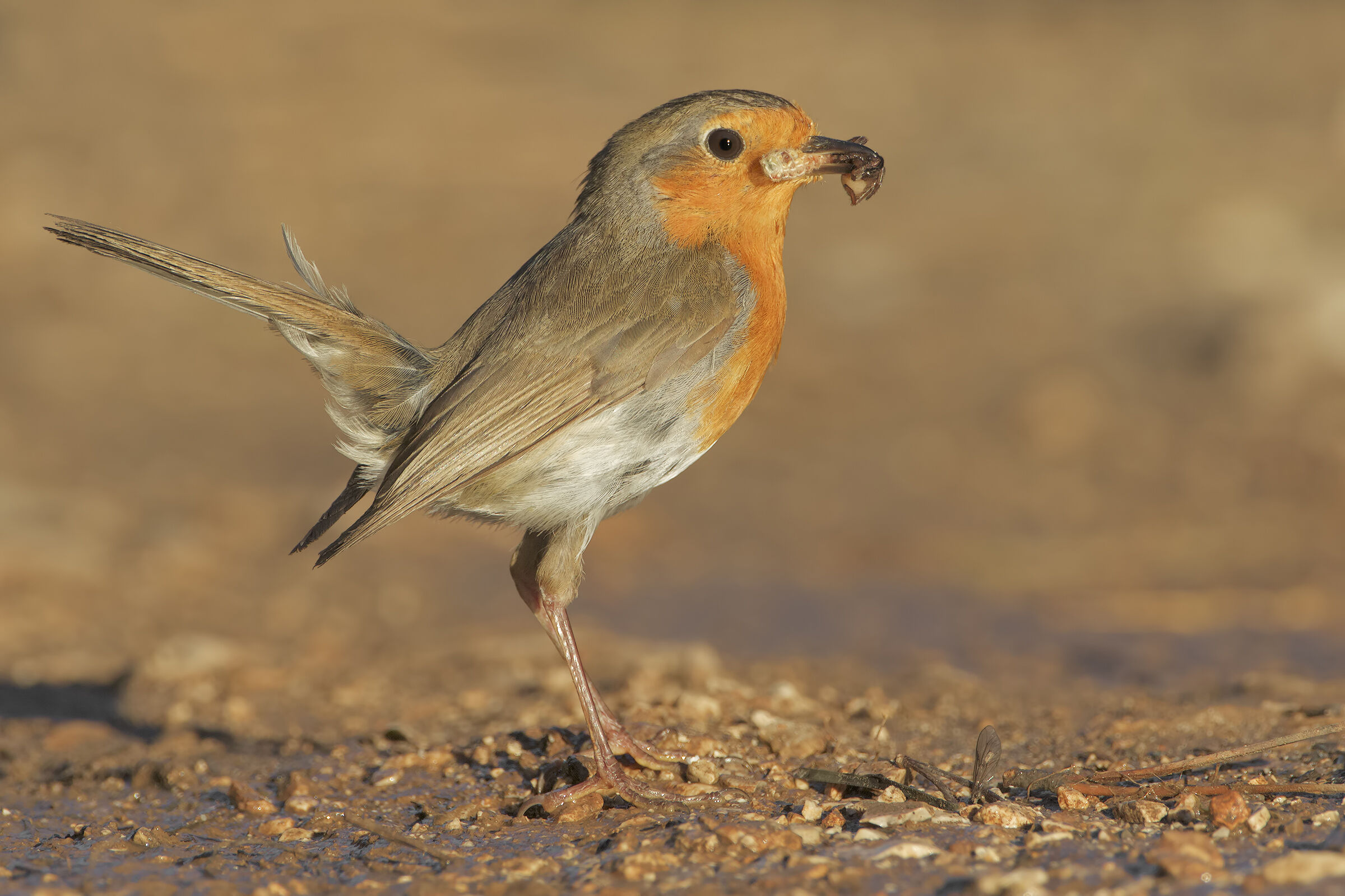Robin