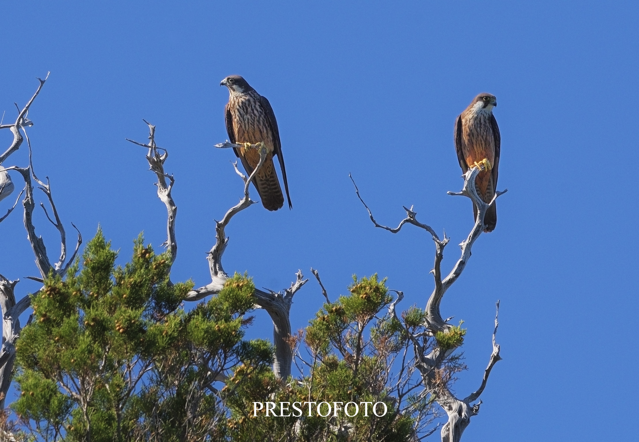 falchi della regina scogliera di sisine (sardegna)