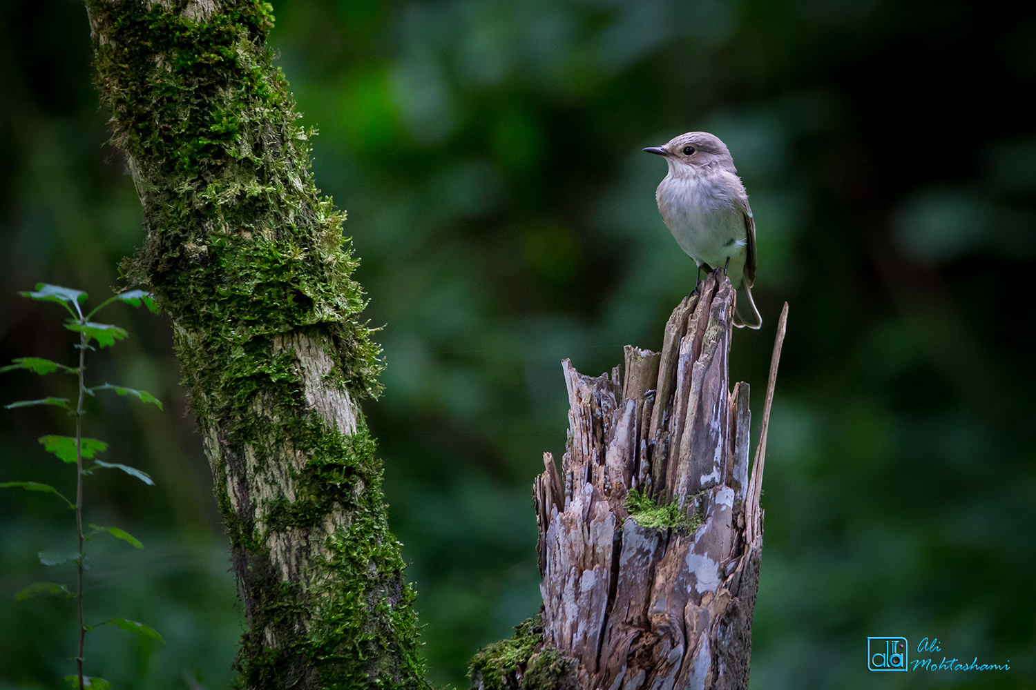 Uccello intelligente