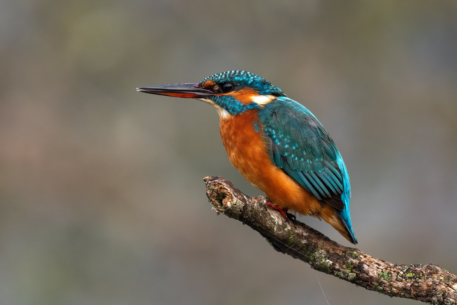 Martin Pescatore Femmina