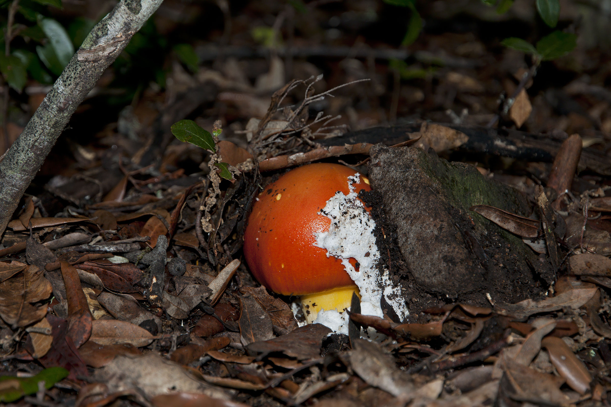 egg - Amanita cesarean-