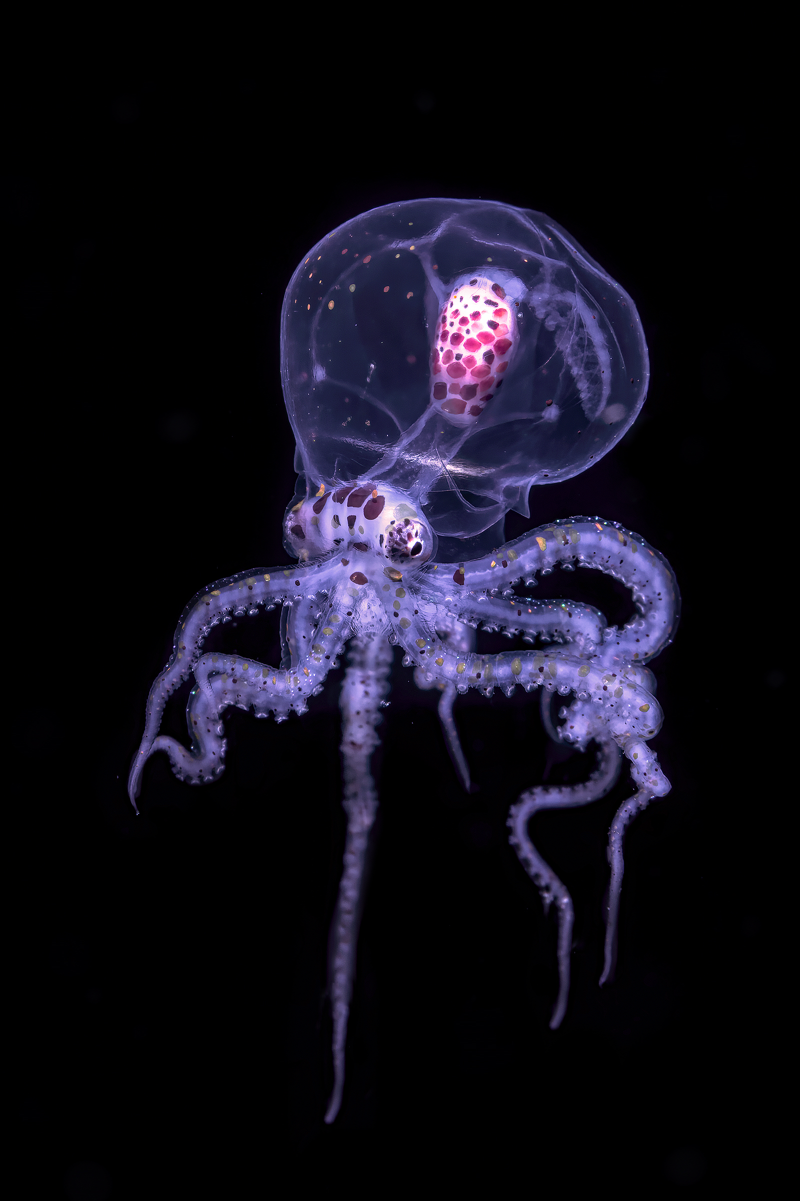 wunderpus photogenicus juvenile phase Janao bay,