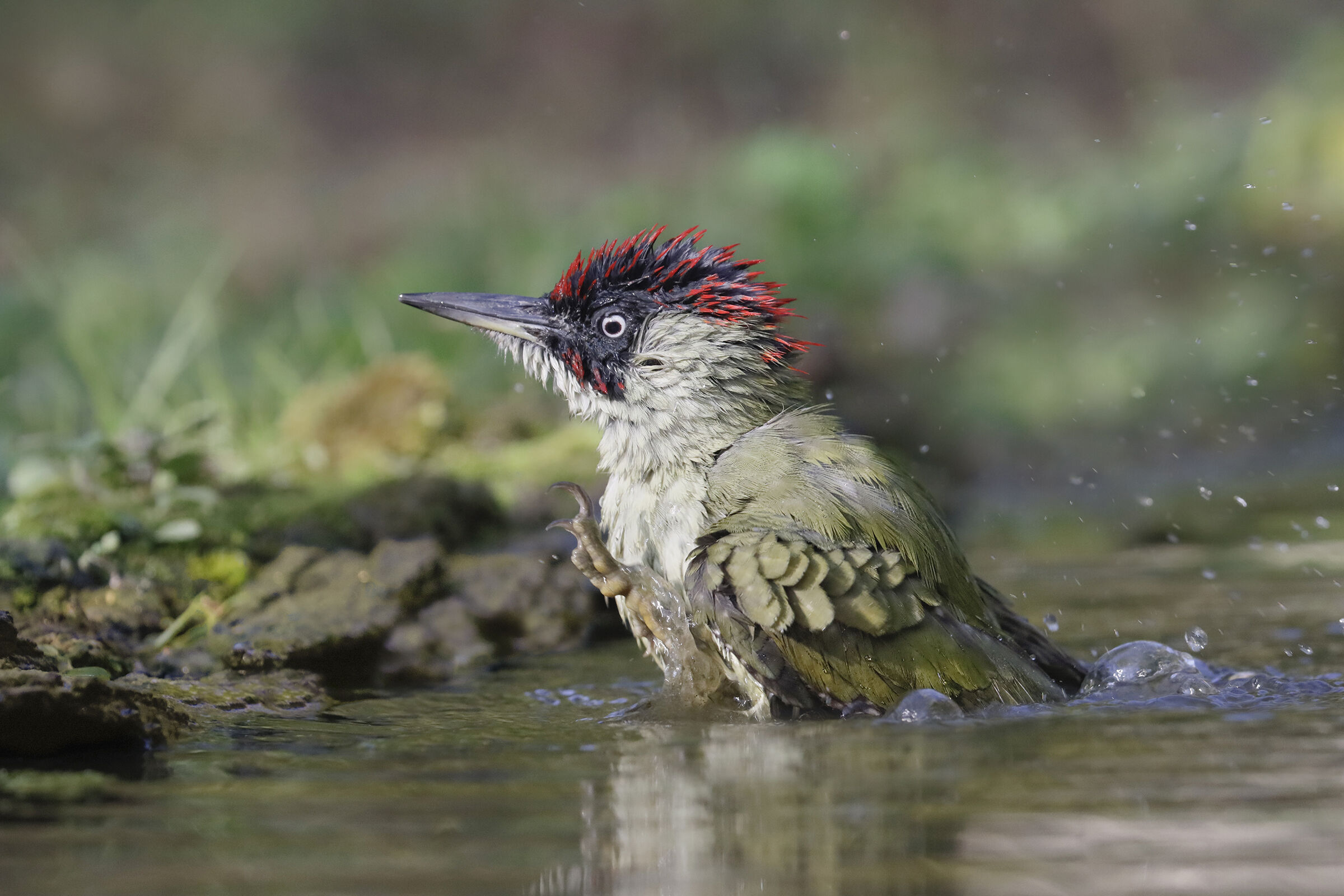 green woodpecker a leap out of the water