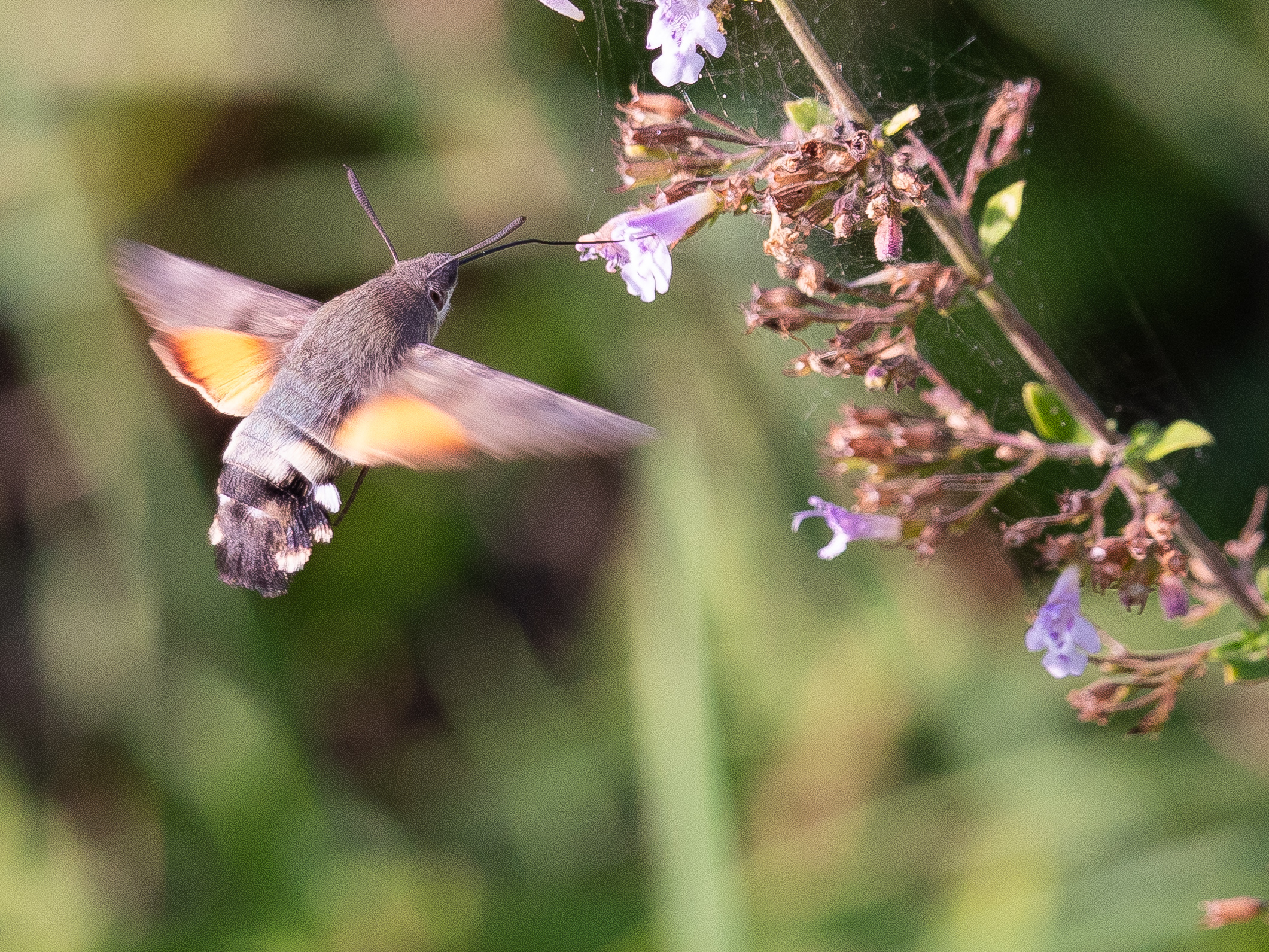 Macroglossum stellatarum