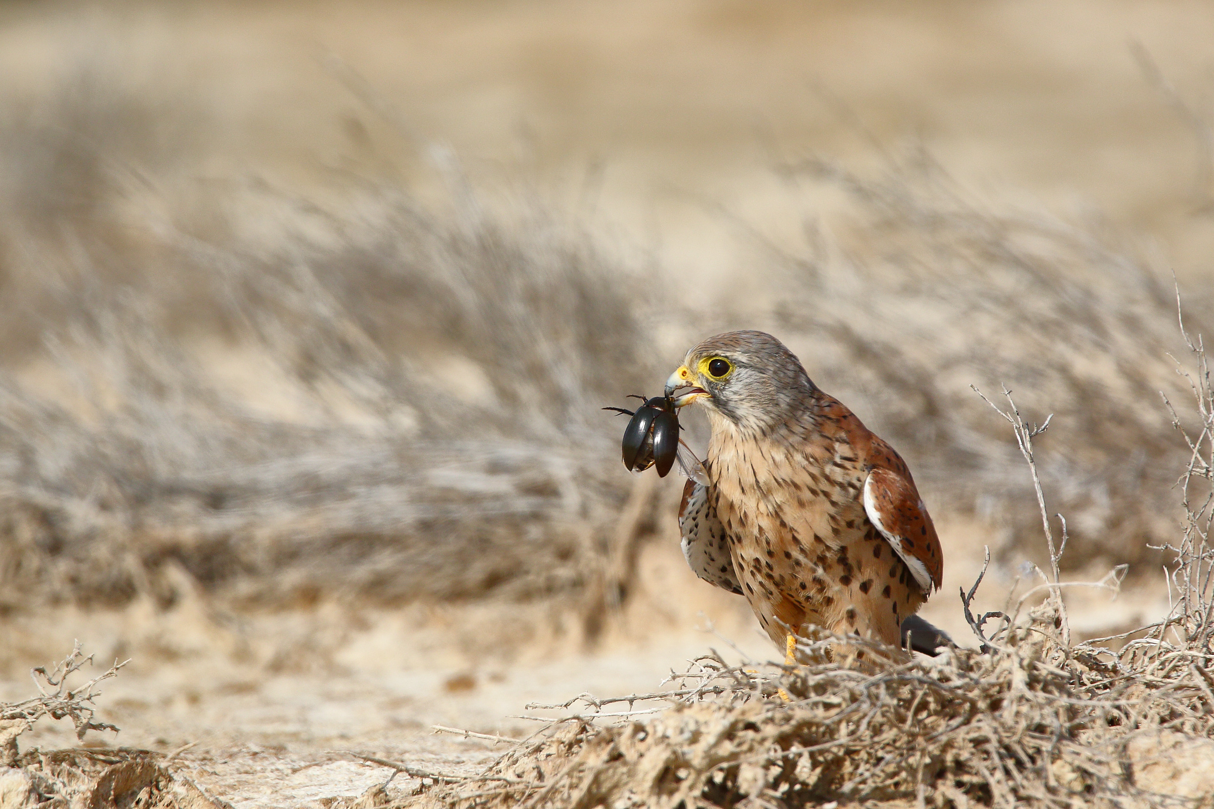Hunting.... varieties prey